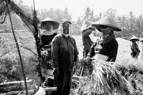 The Rice Harvest. Ubud.