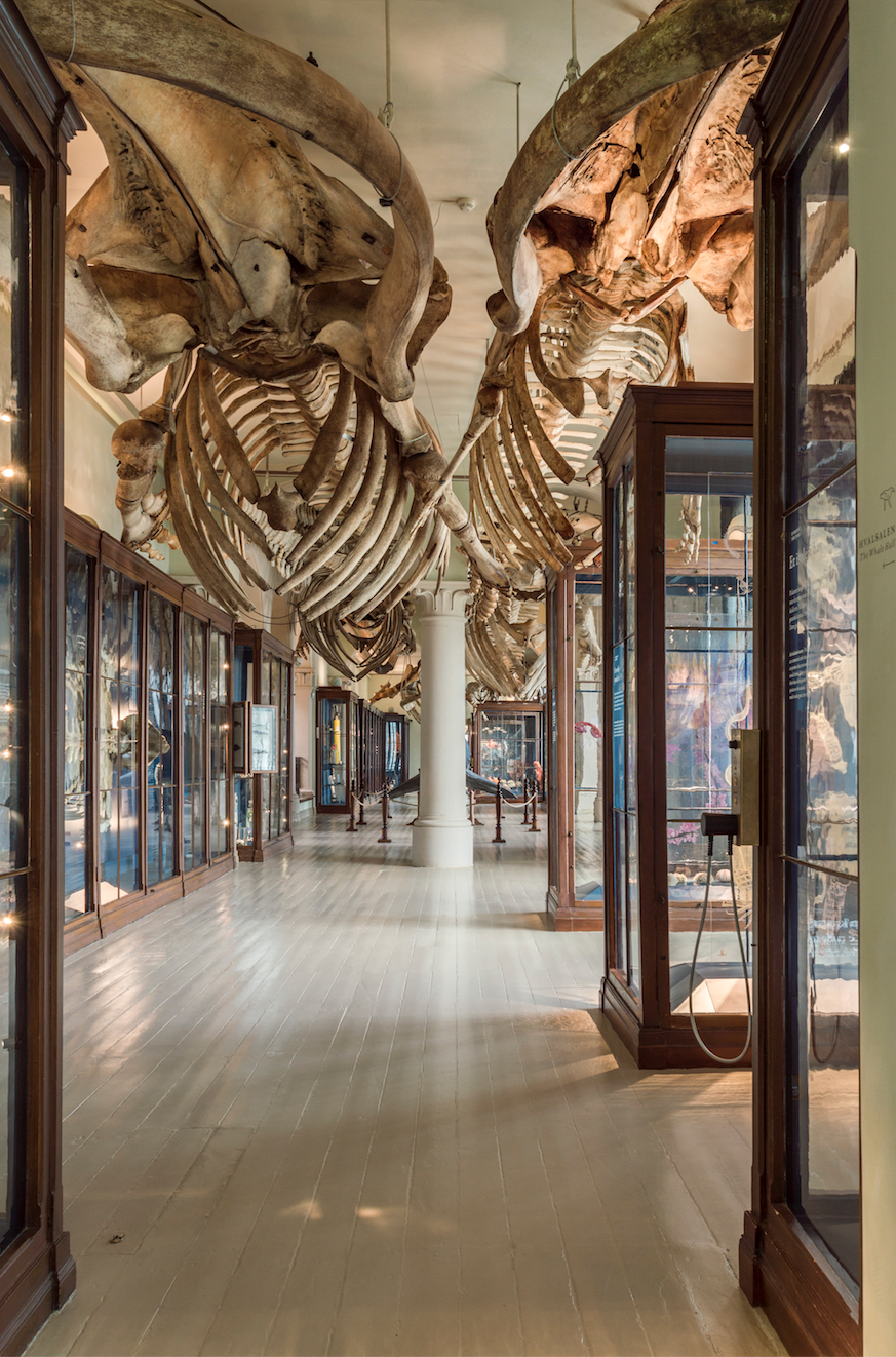 Universitetsmuseet i Bergen - De naturhistoriske samlinger