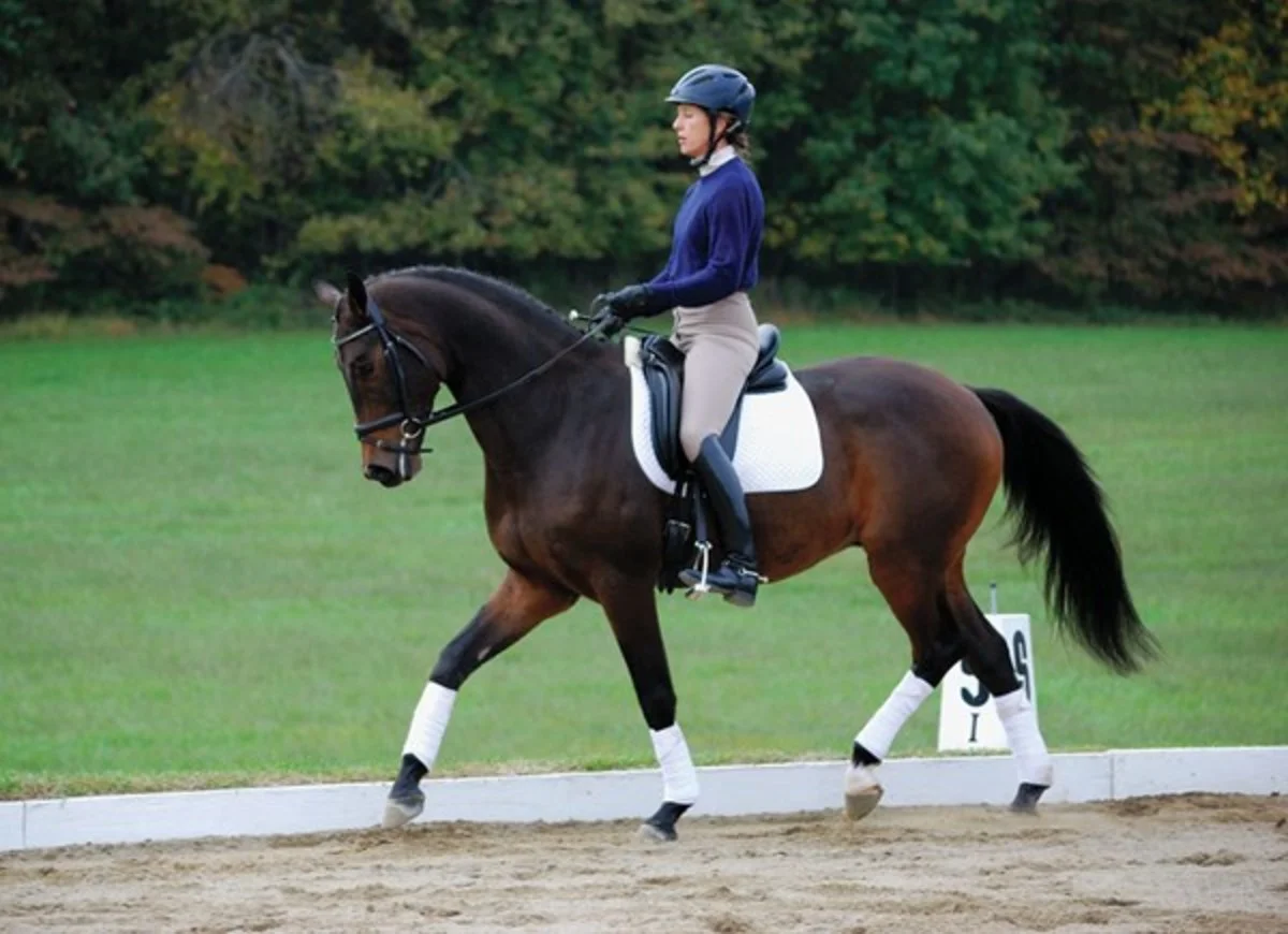 position du cheval a bascule