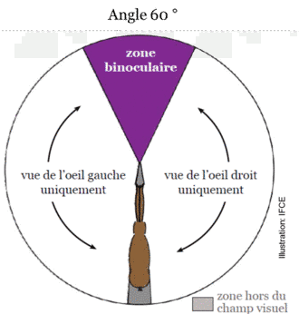 csm_schema-champ-de-vision-du-cheval_c0a46ca0d1.png