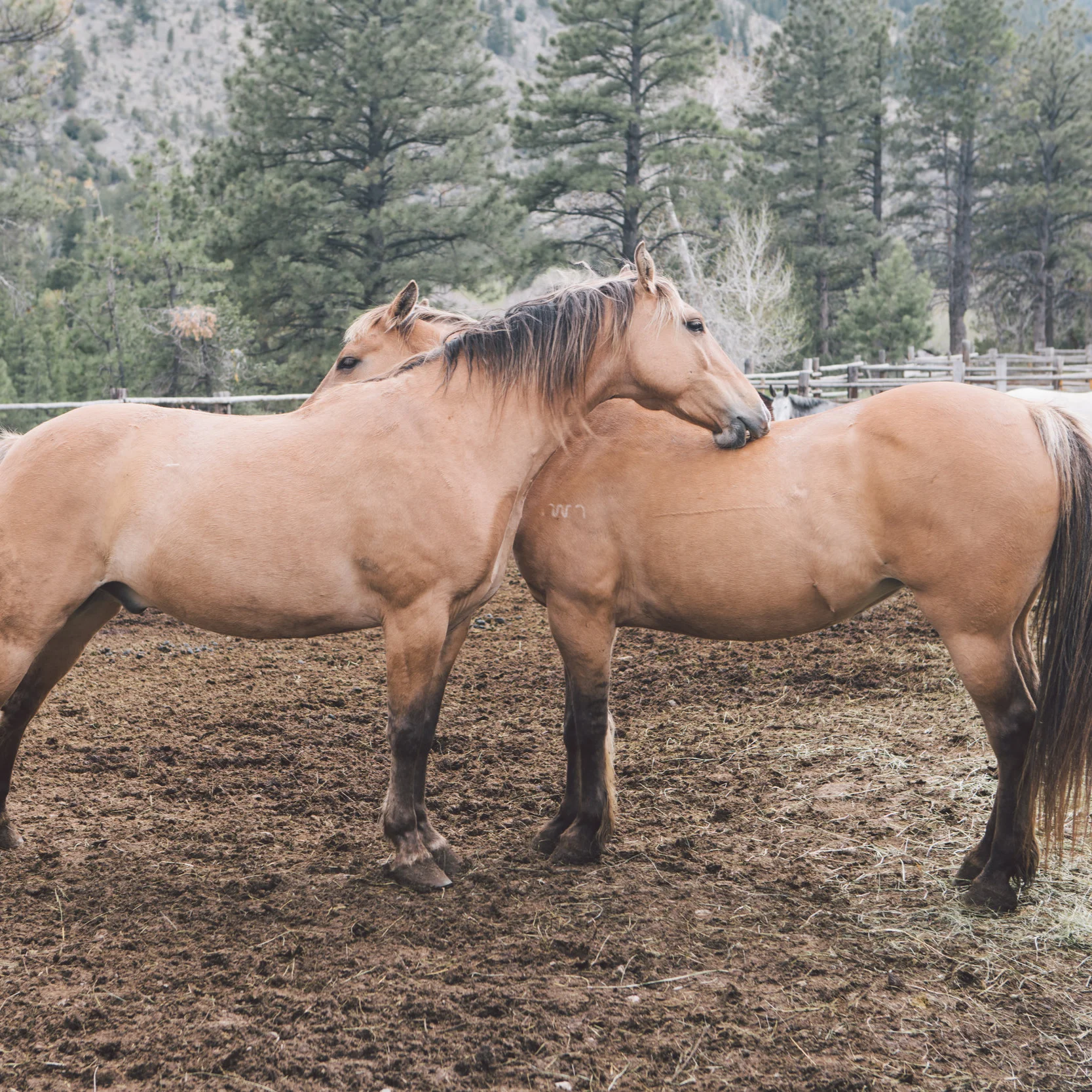Connaissance du cheval