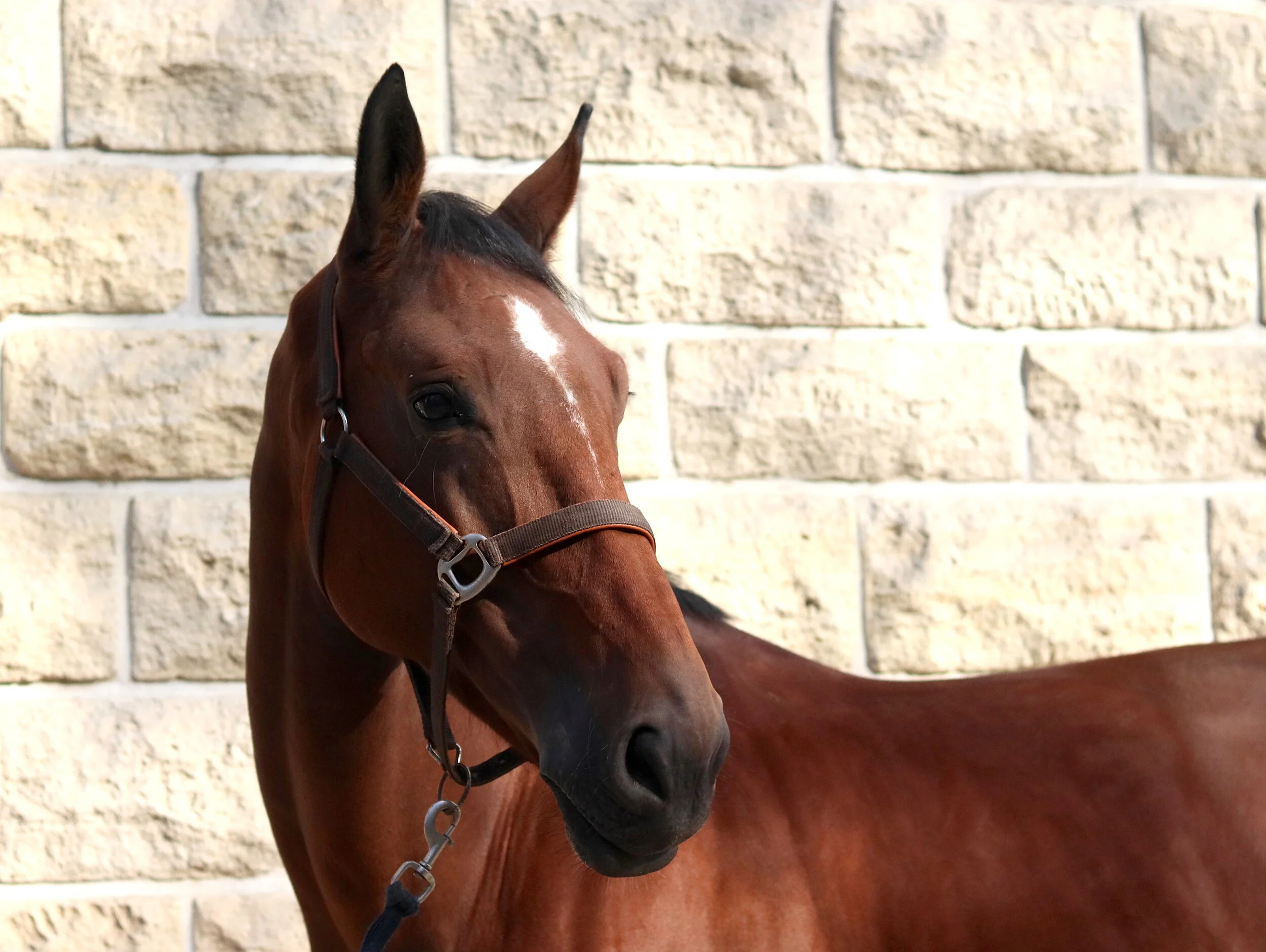 Harnais D’attelage Nylon Pour Poney Ou Cheval – Design, Complet, Neuf (Inde)