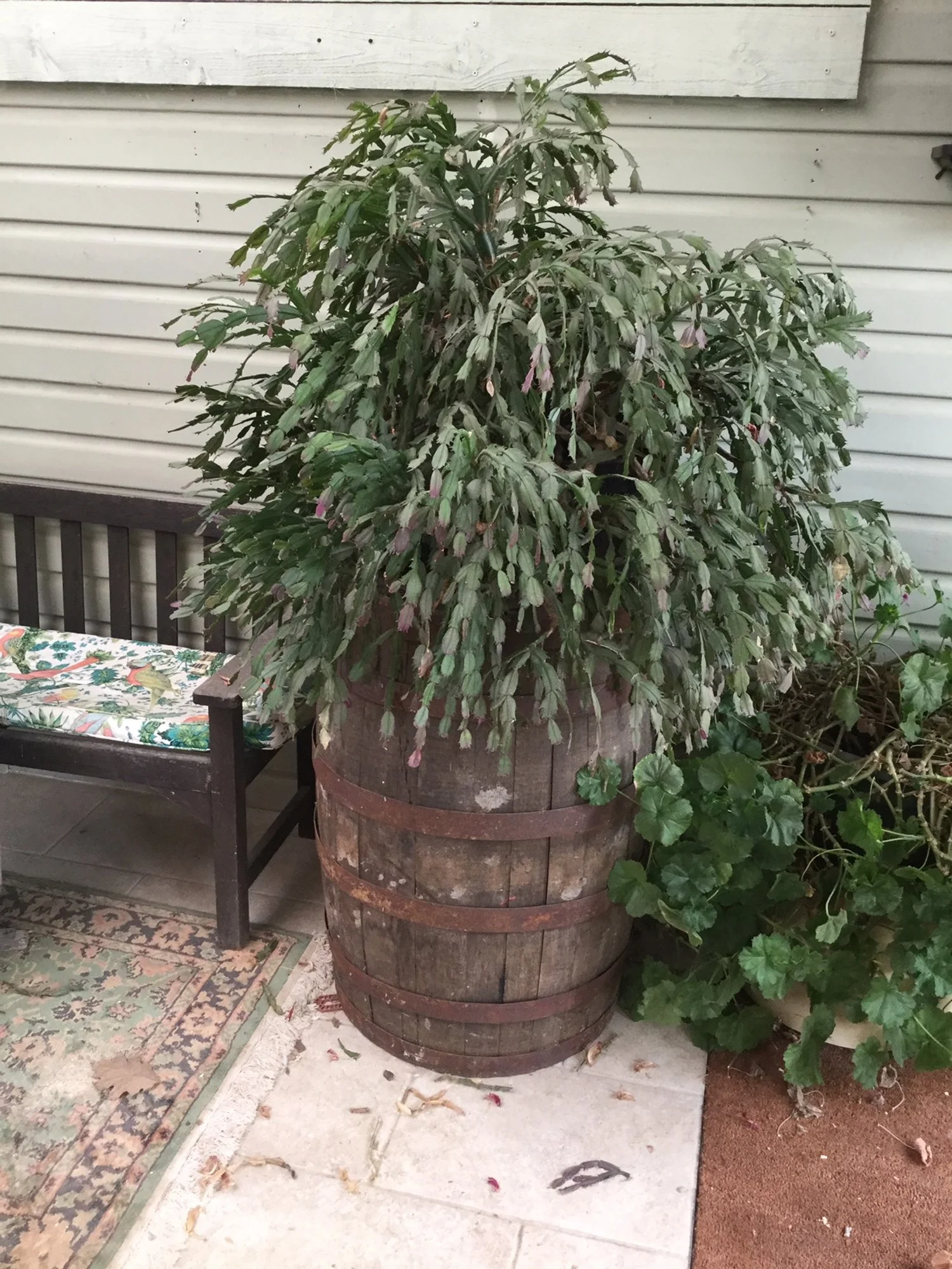 Winter Christmas Cactus