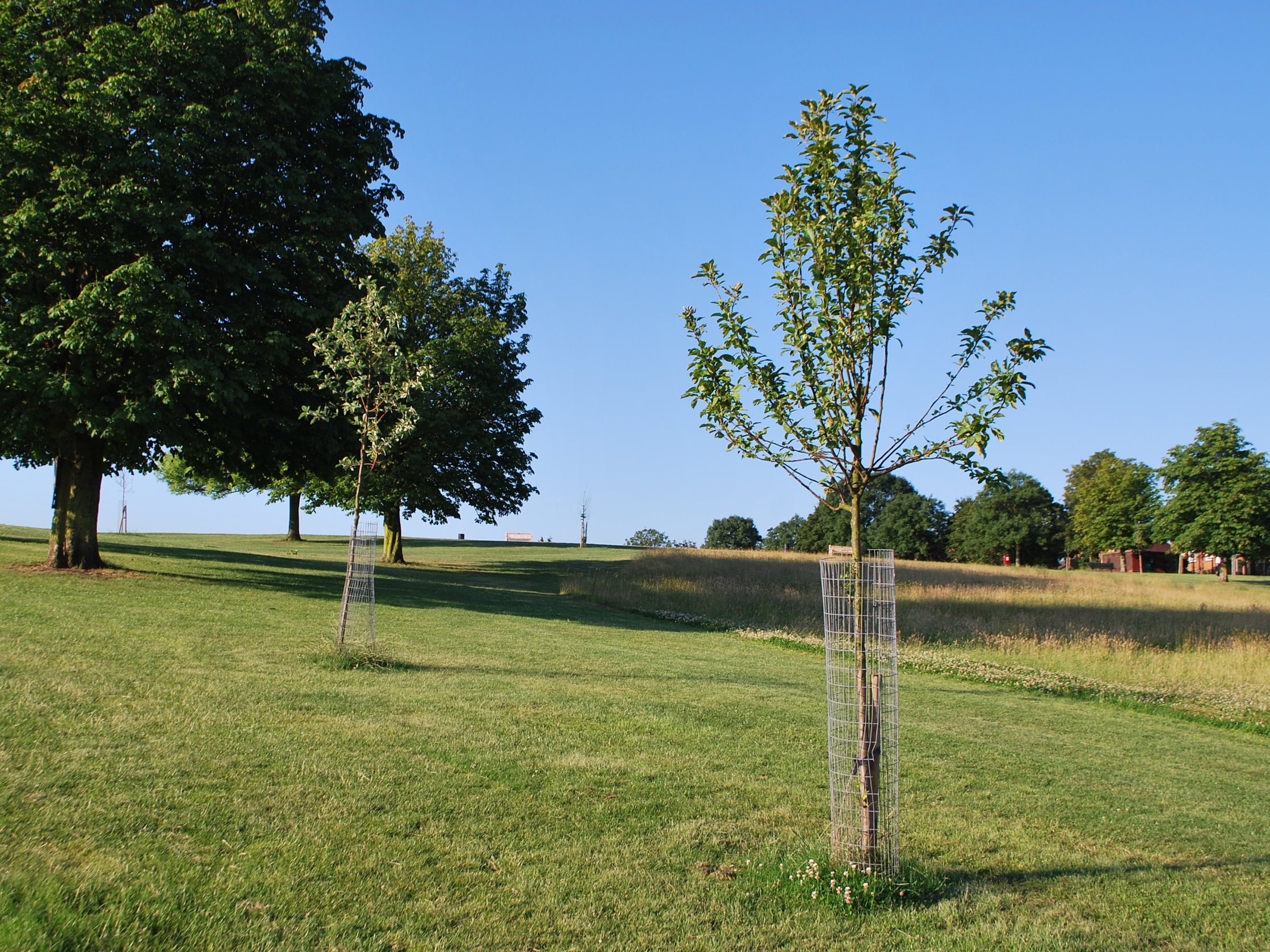 Tree Planting - 2008, 2011, 2014, 2019 