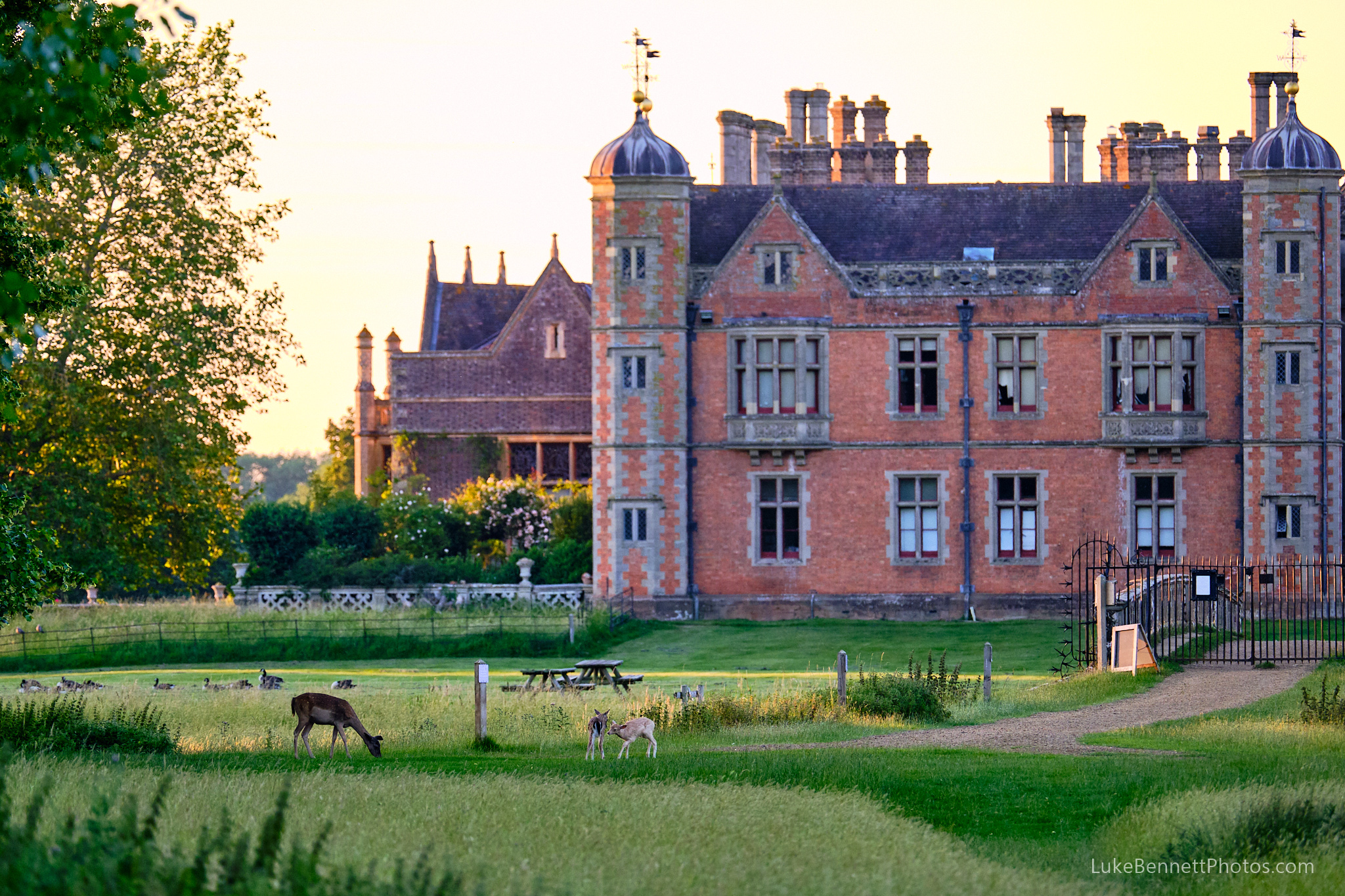 Young deer at play in front of Charlecote House