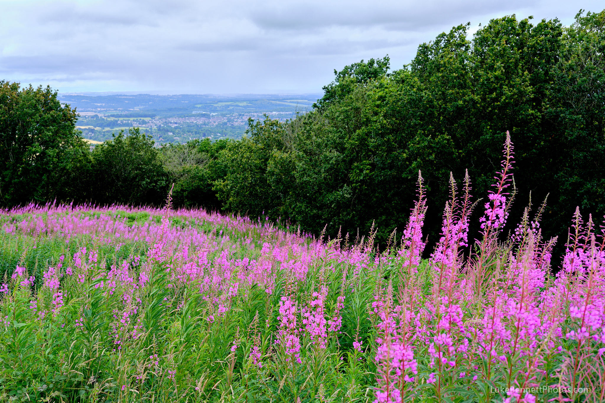 Wild flowers on the Clent Hills