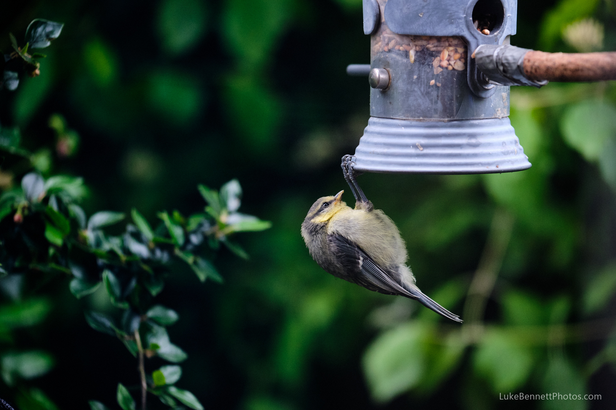 A young blue tit learning how to operate the bird feeder