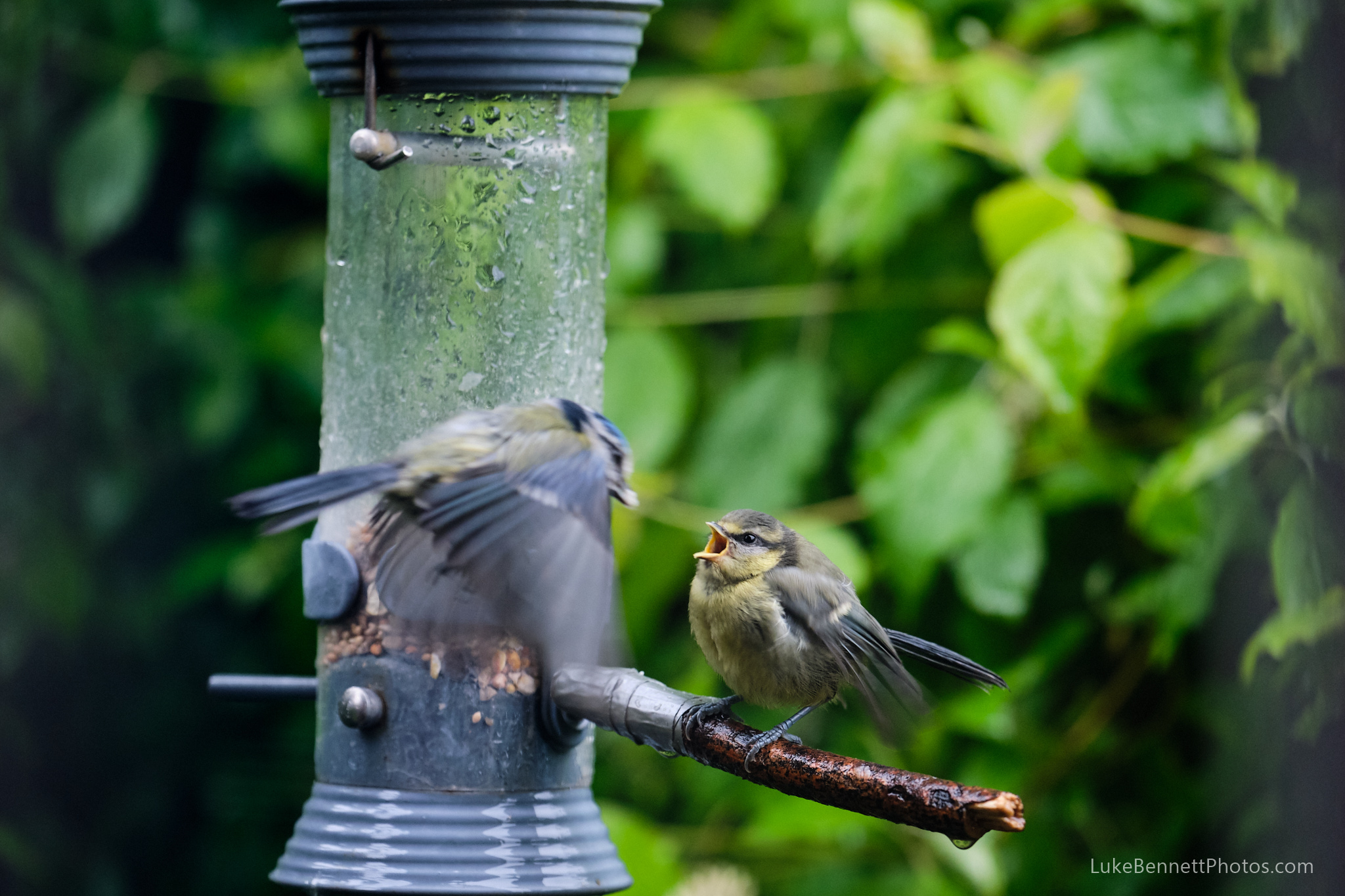 A young blue tit still being fed by their parent