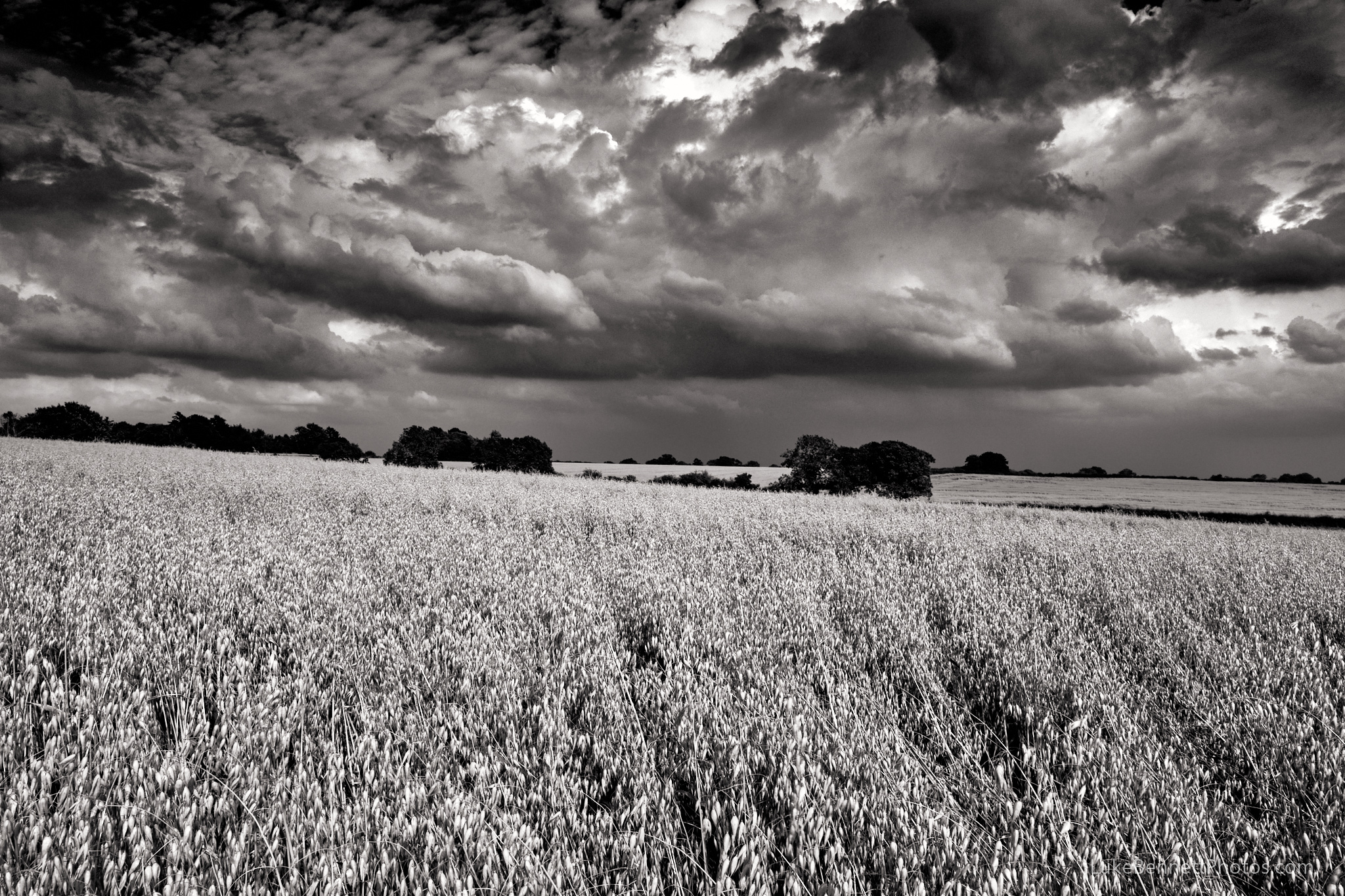 Storm clouds and oat fields