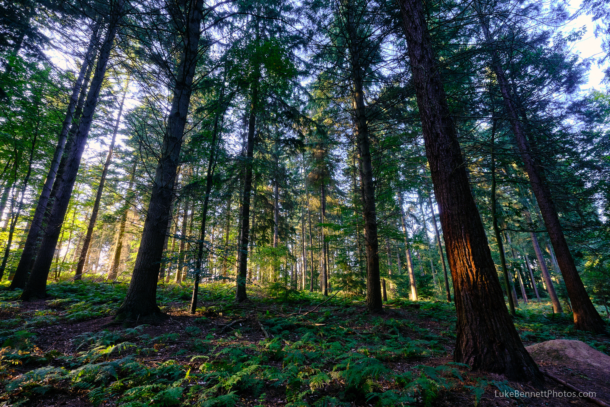 Nesscliffe Hills Woods