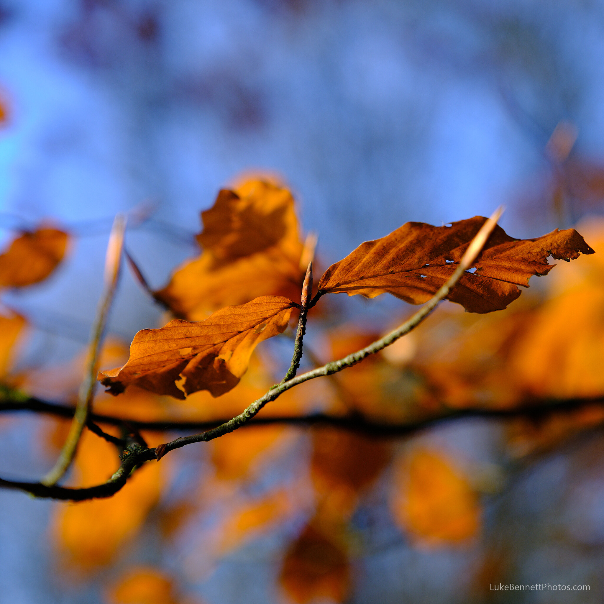 Autumn Leaf