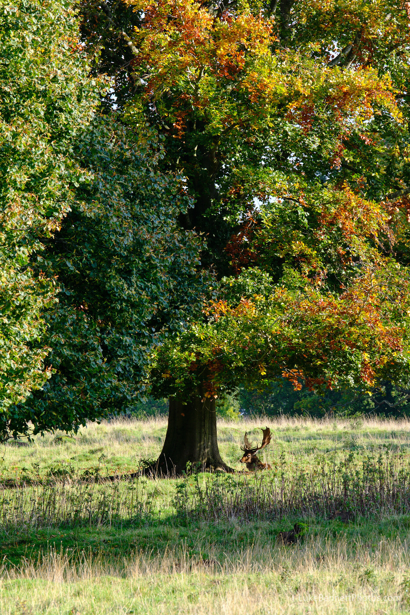  www.lukebennettphotos.com  A deer rests under a very autumnal tree at Charlecote Park 