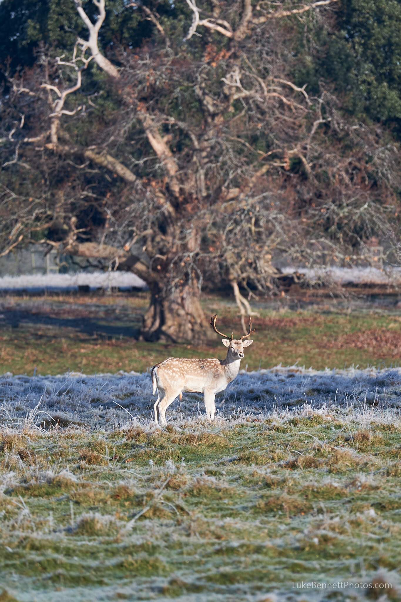 Young Fallow Deer in Front of an Old Tree
