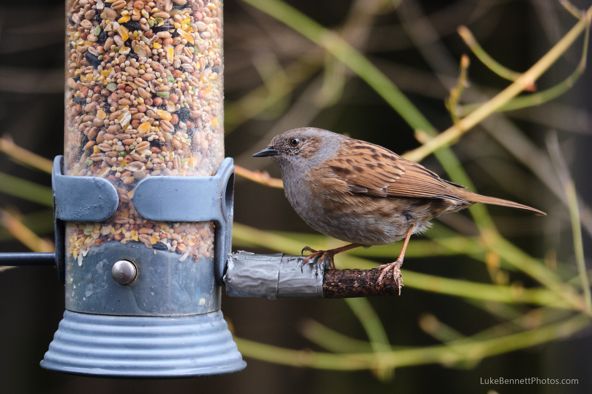 Dunnock