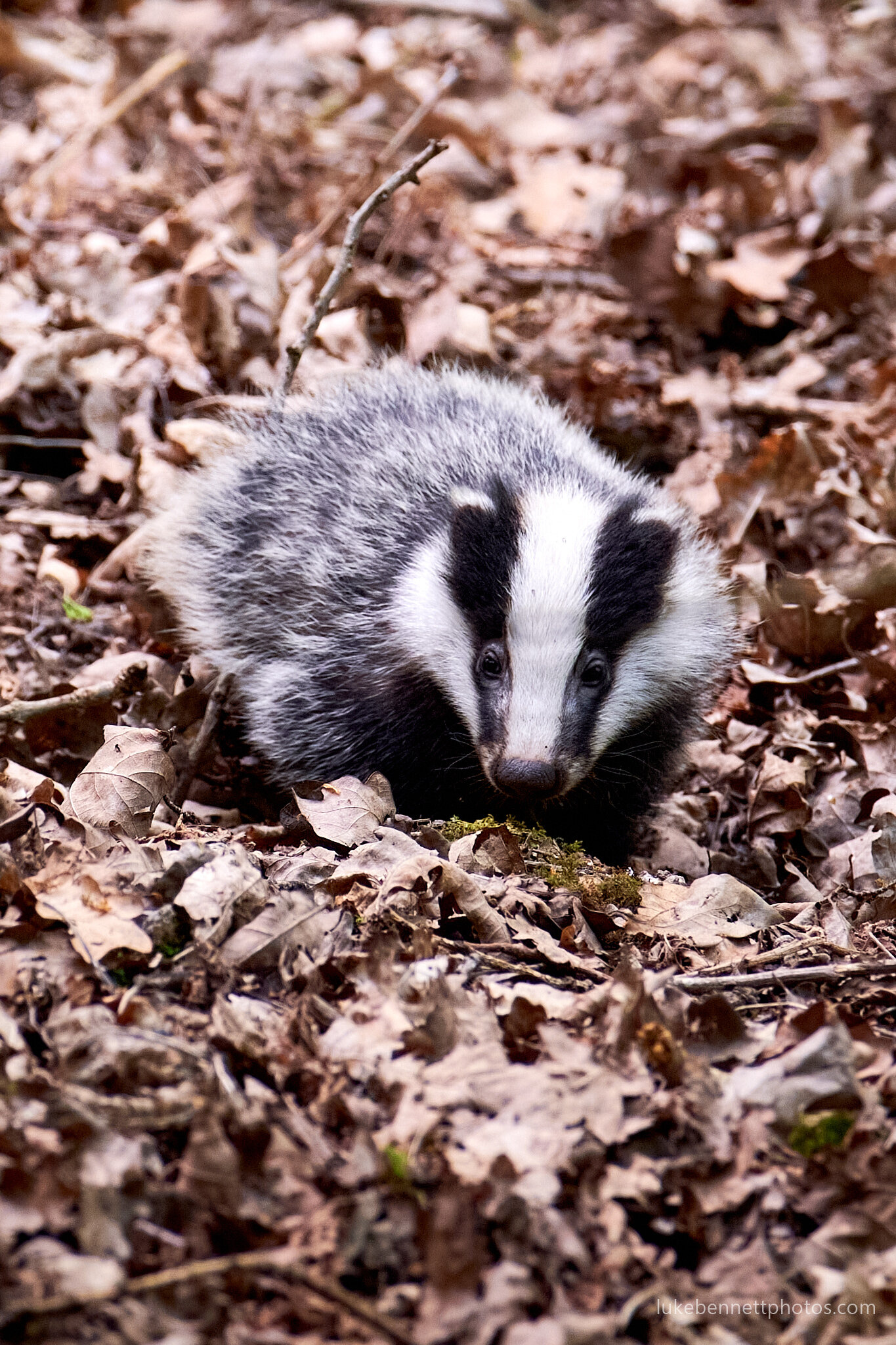 Badger Watching in Warwickshire