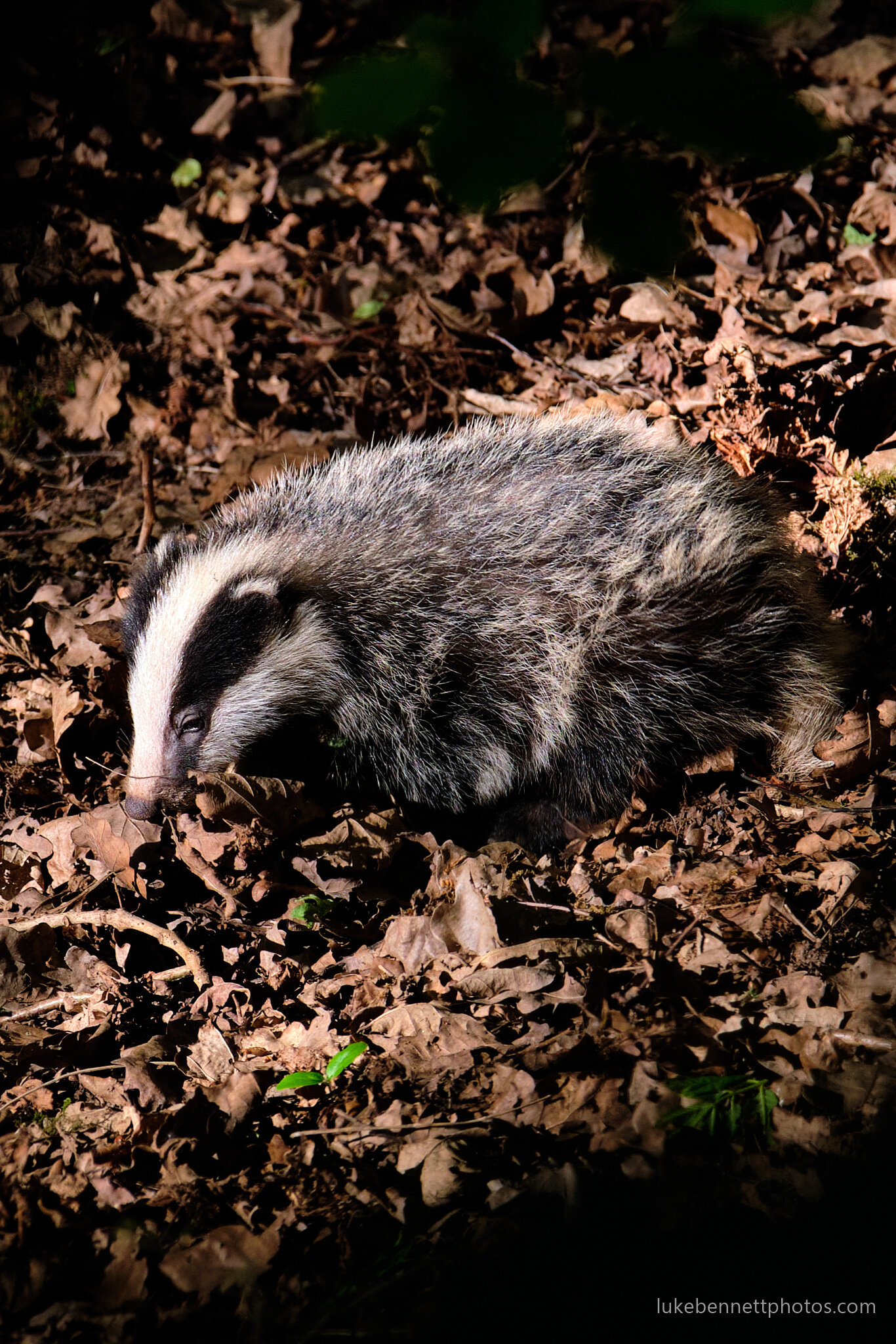 Badger Watching in Warwickshire