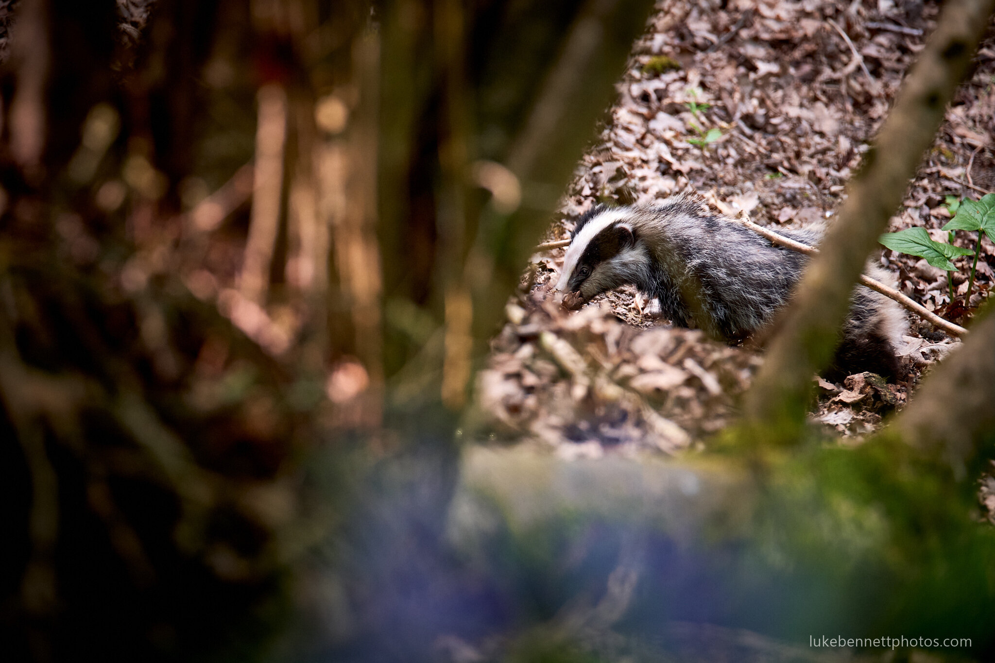Badger Watching in Warwickshire