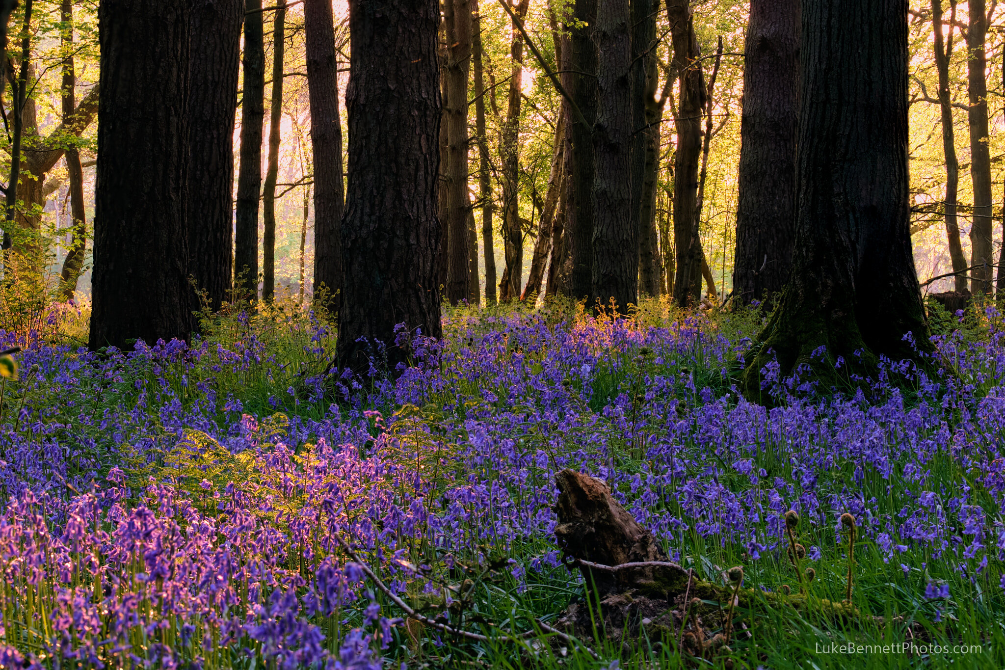 Bluebells in Warwickshire