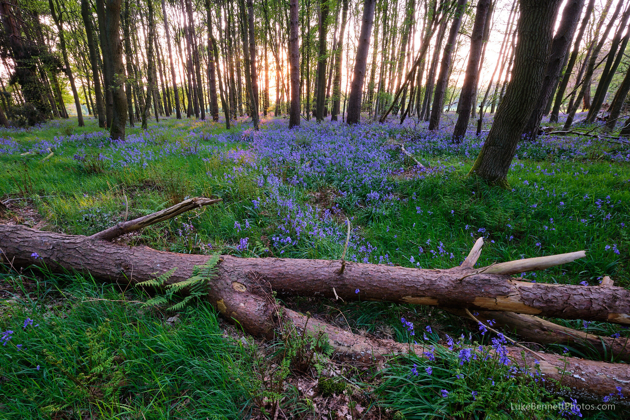 Bluebells in Warwickshire