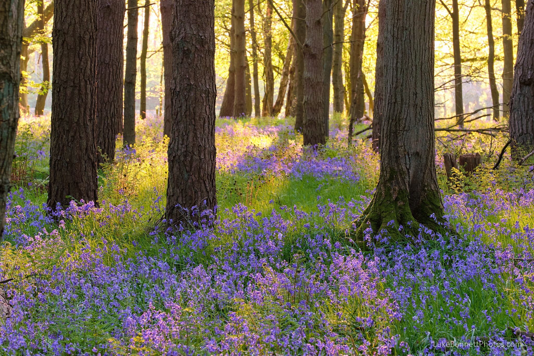 Bluebells in Warwickshire