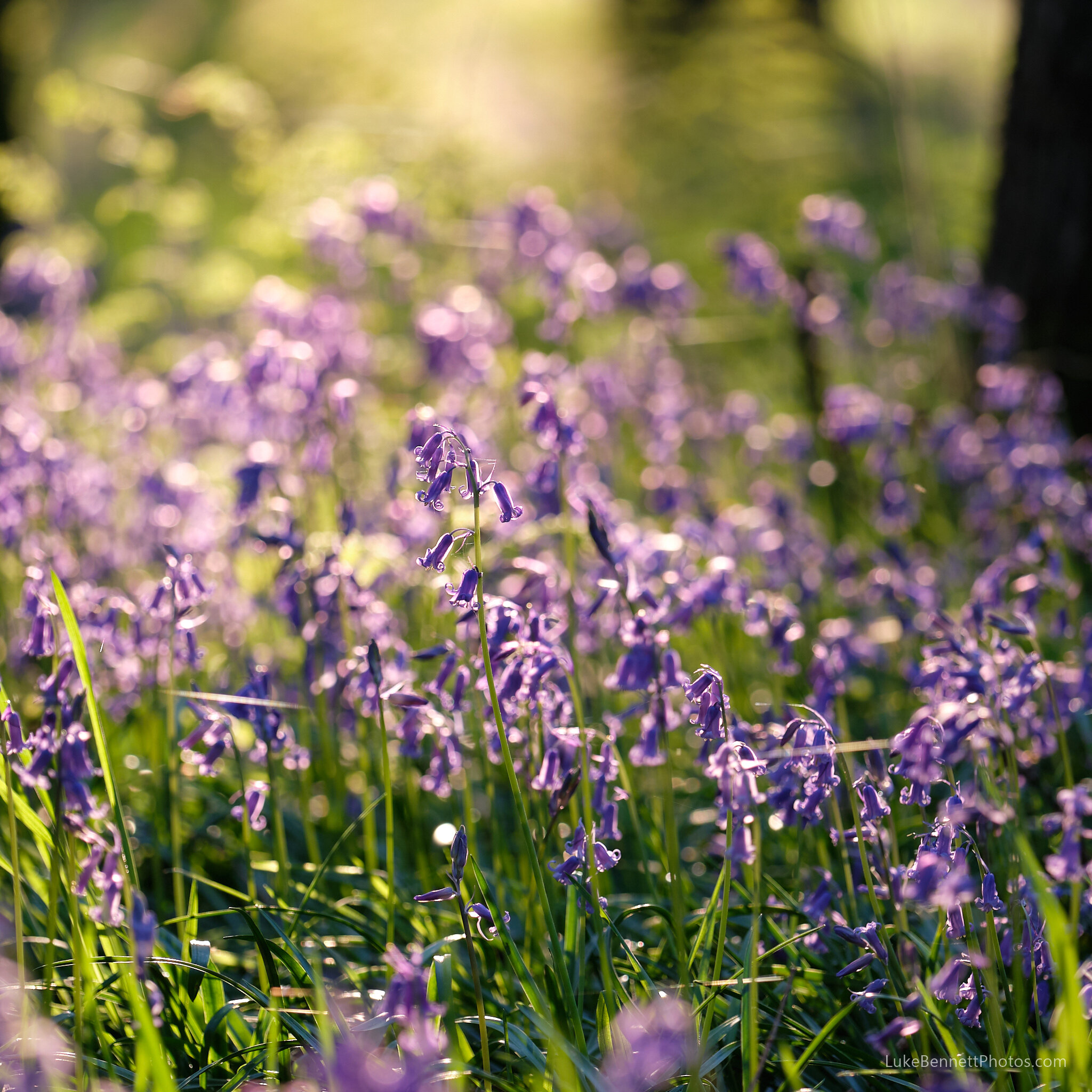 Bluebells in Warwickshire