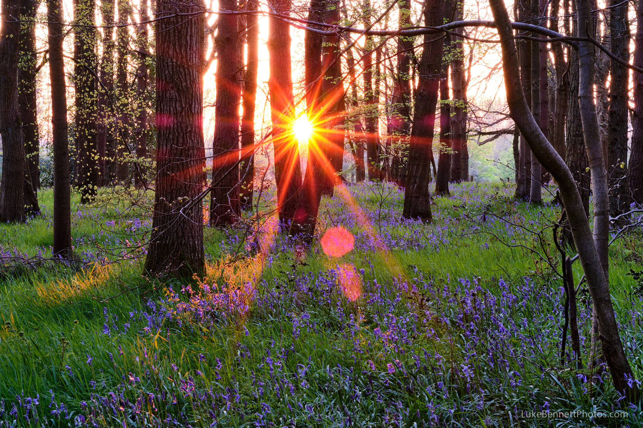 Bluebells in Warwickshire