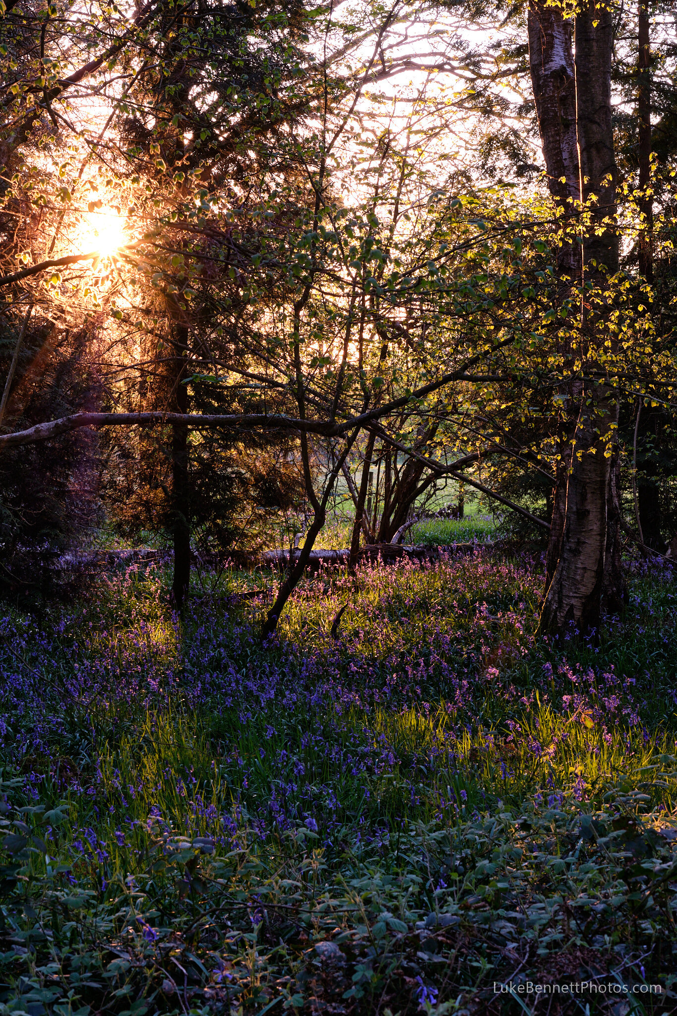 Bluebells in Warwickshire