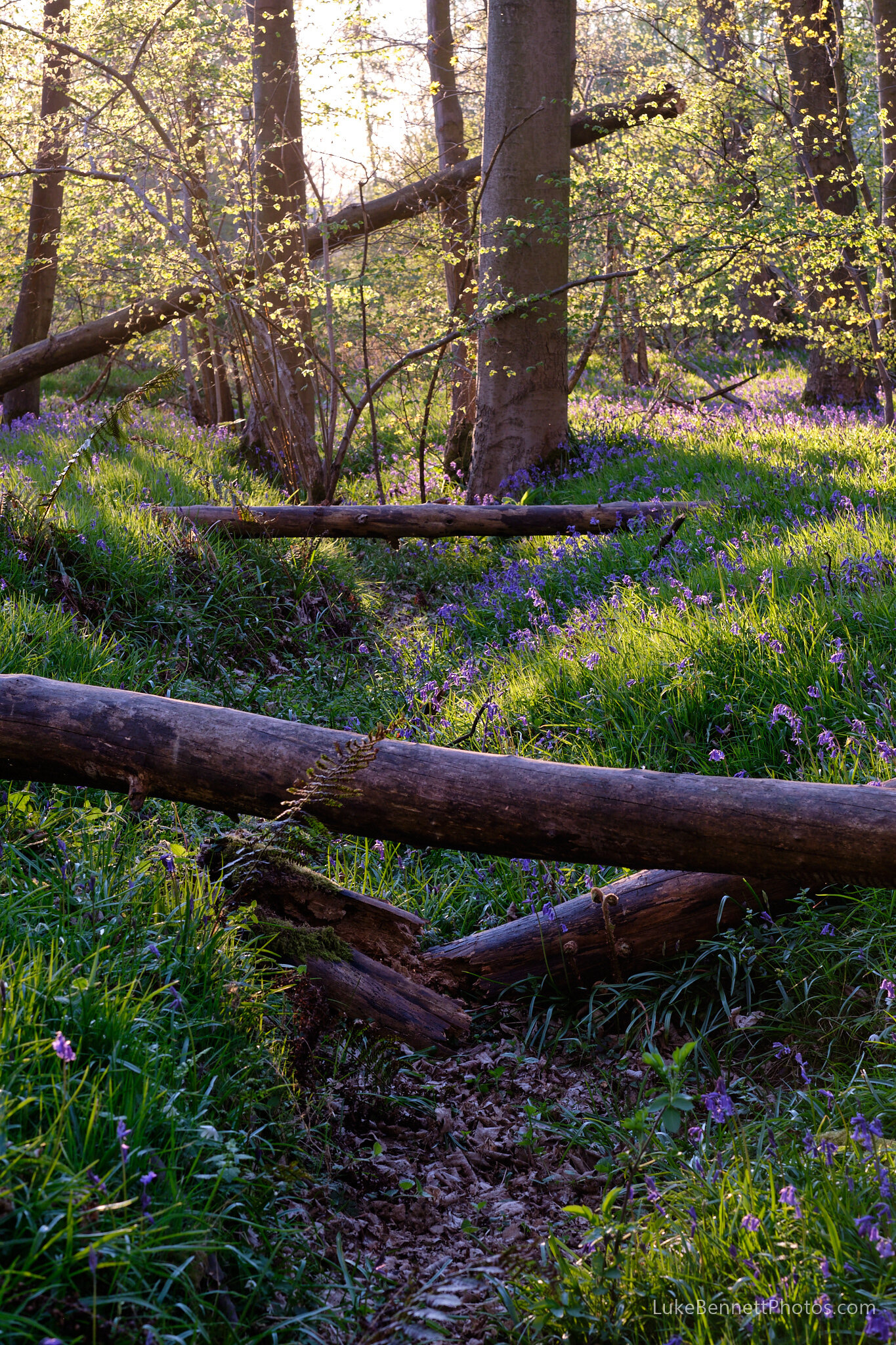 Bluebells in Warwickshire