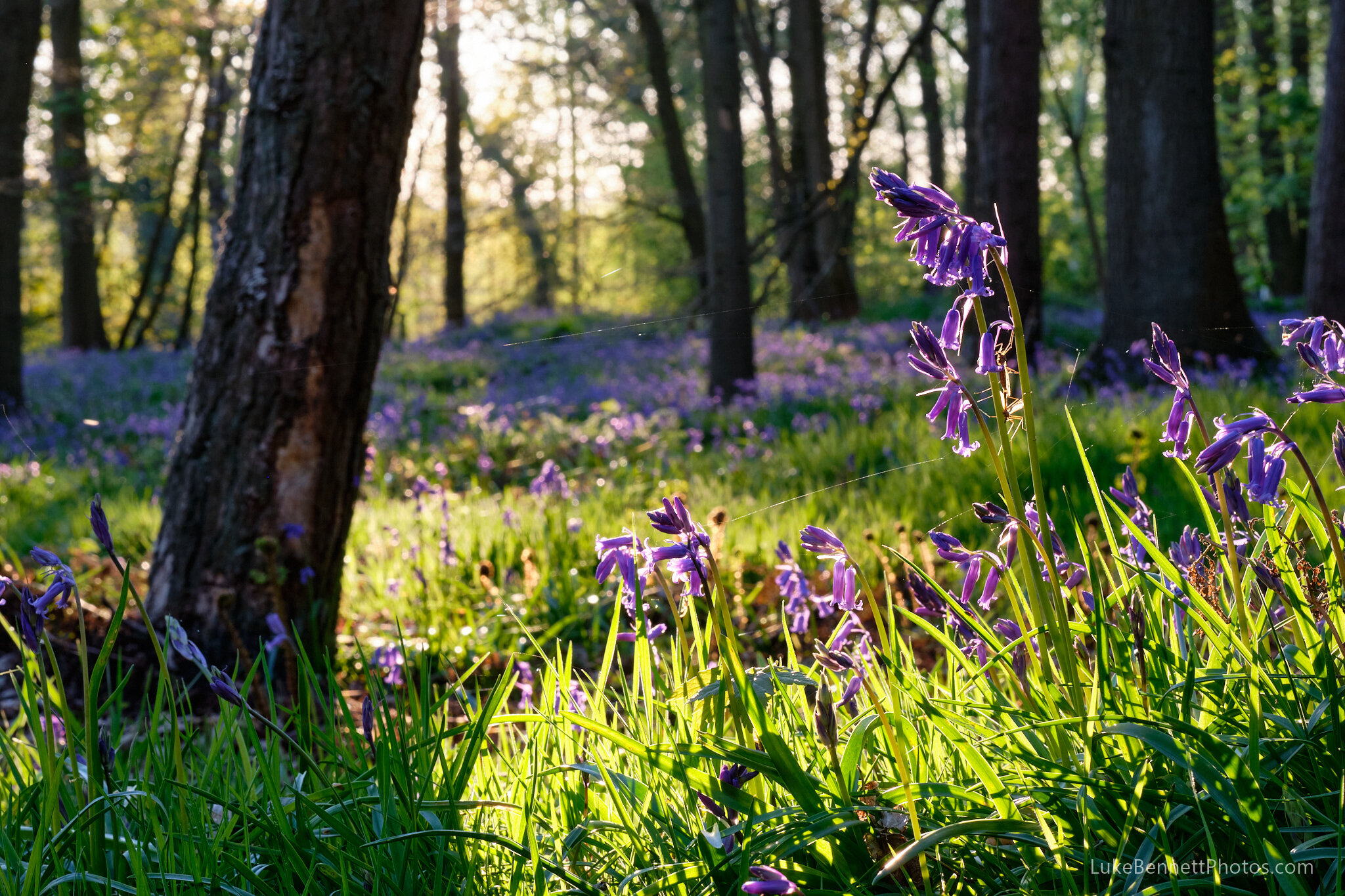 Bluebells in Warwickshire