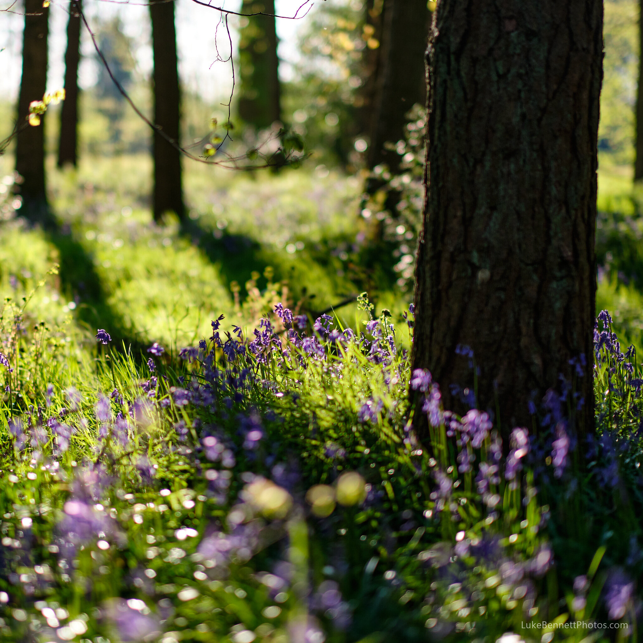 Bluebells in Warwickshire