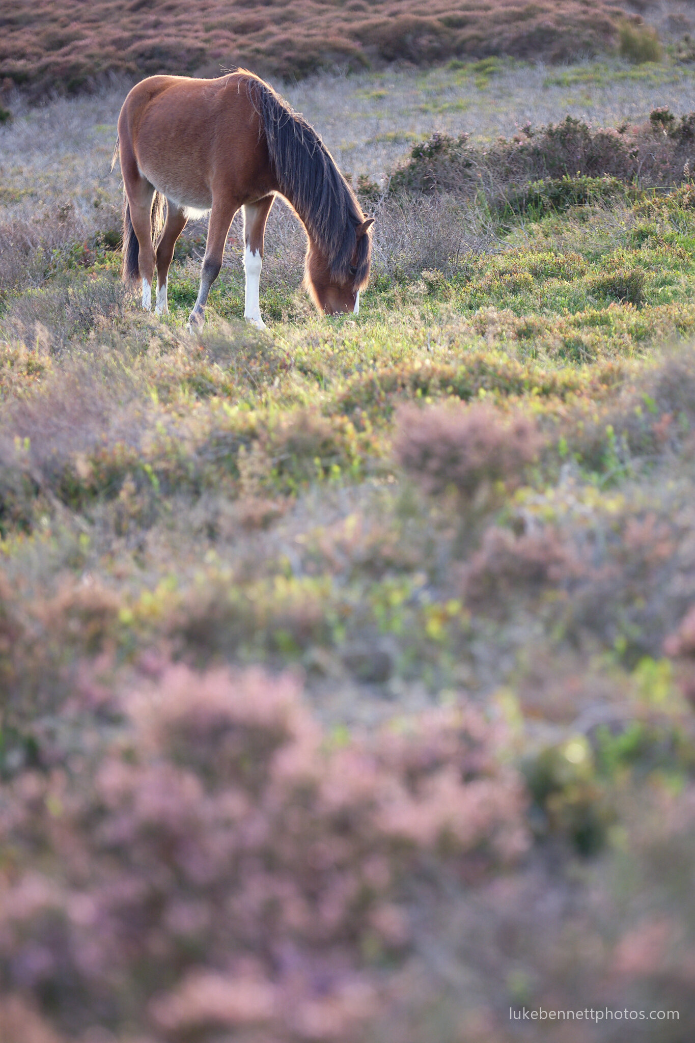  Wild Welsh mountain pony, grazing among the heather on the Long Mynd in Shropshire.  www.lukebennettphotos.com 