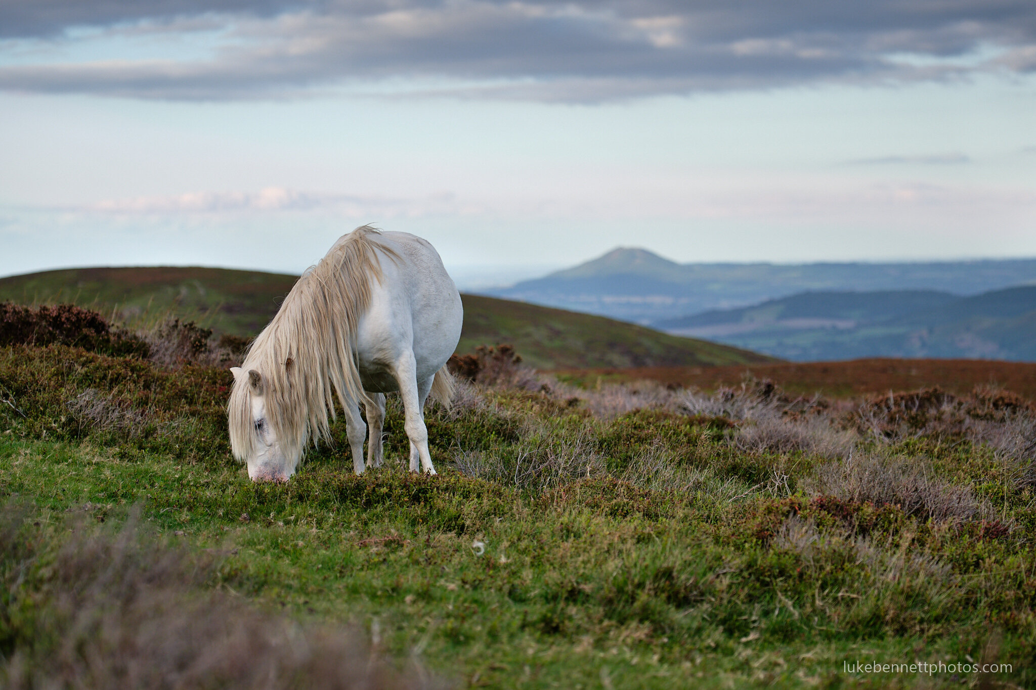  Wild Welsh mountain pony, grazing among the heather on the Long Mynd in Shropshire. In the background is the Wrekin.  www.lukebennettphotos.com  www.lukebennettphotos.com 