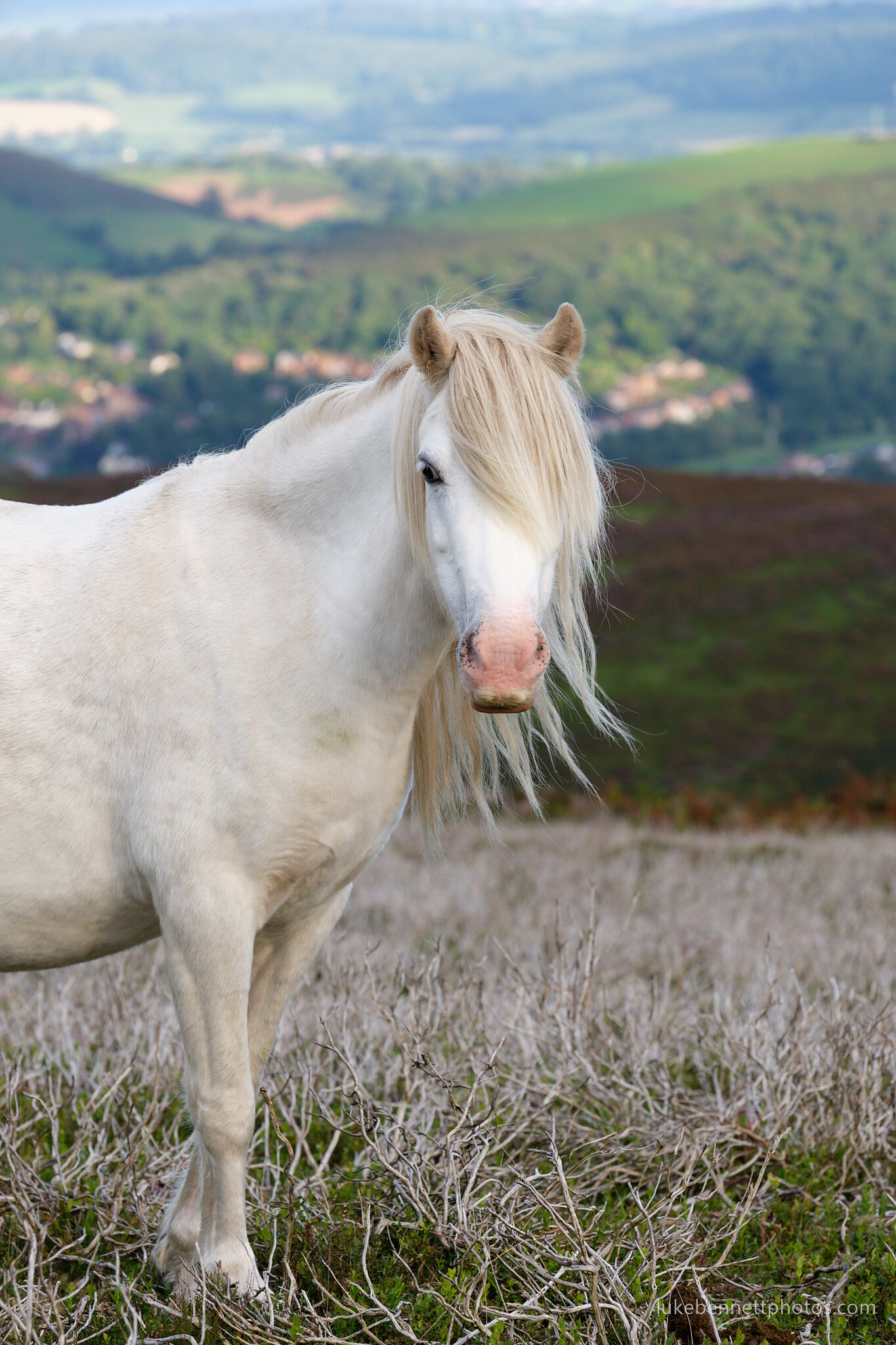  A wild Welsh pony posing for the camera, up on the Long Mynd in Shropshire.  www.lukebennettphotos.com 