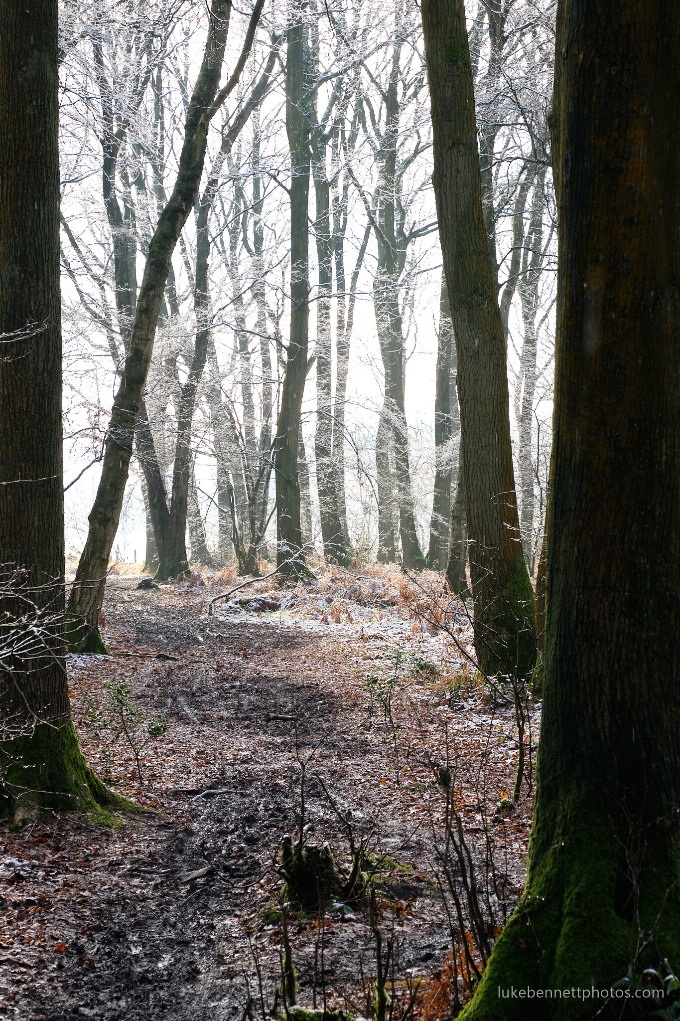 Hay Woods in the Snow