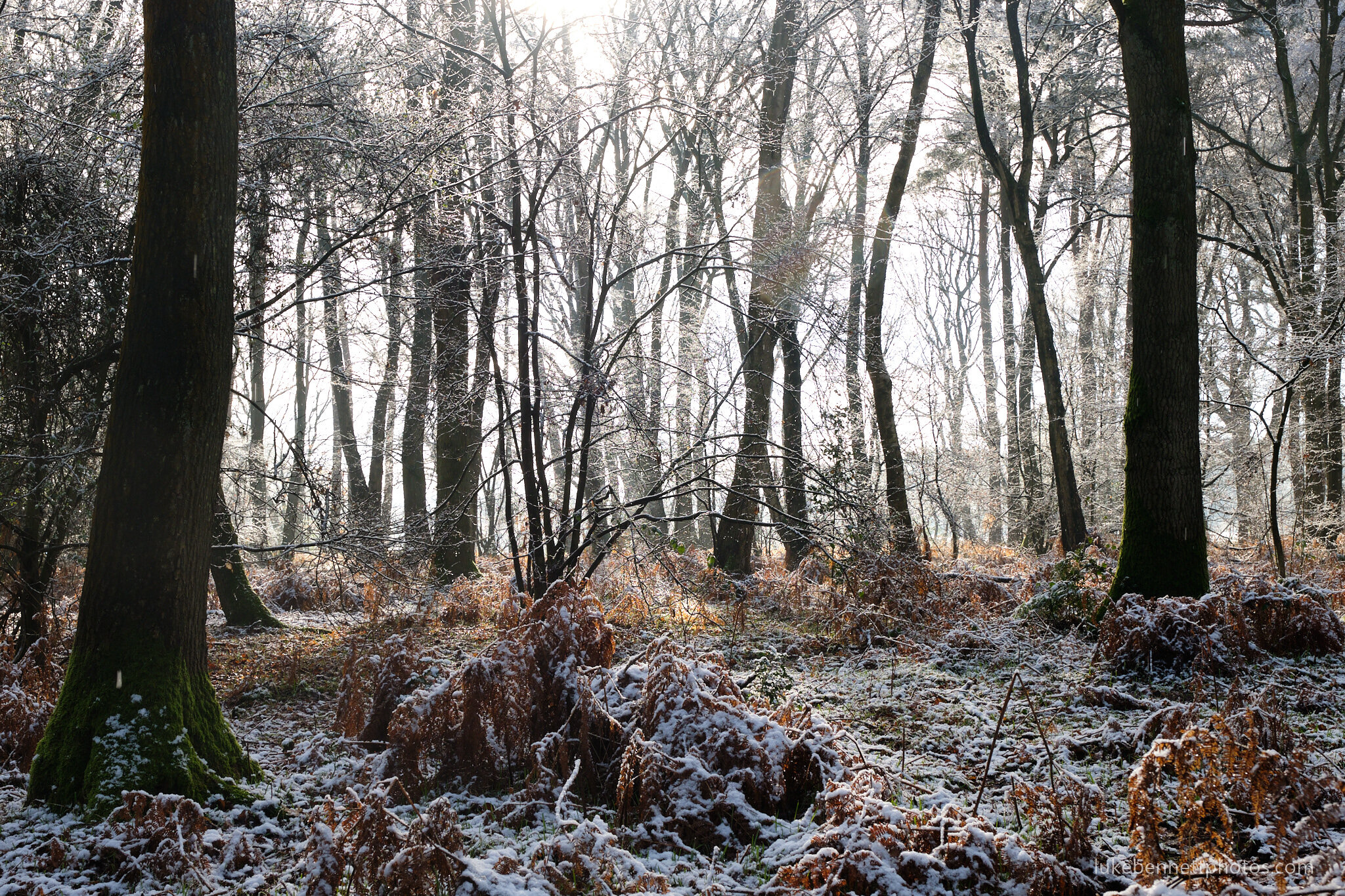 Hay Woods in the Snow