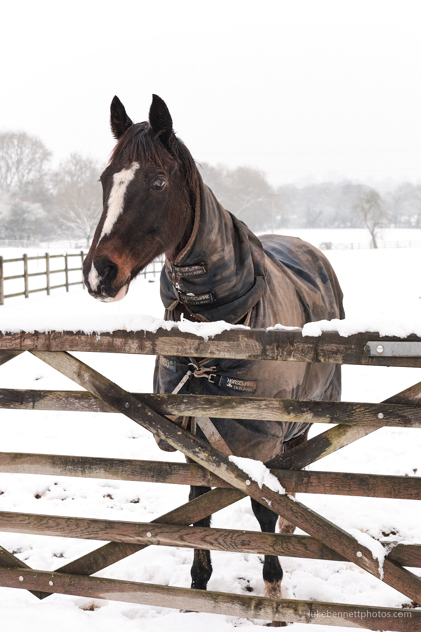 A friendly horse in the Warwickshire snow