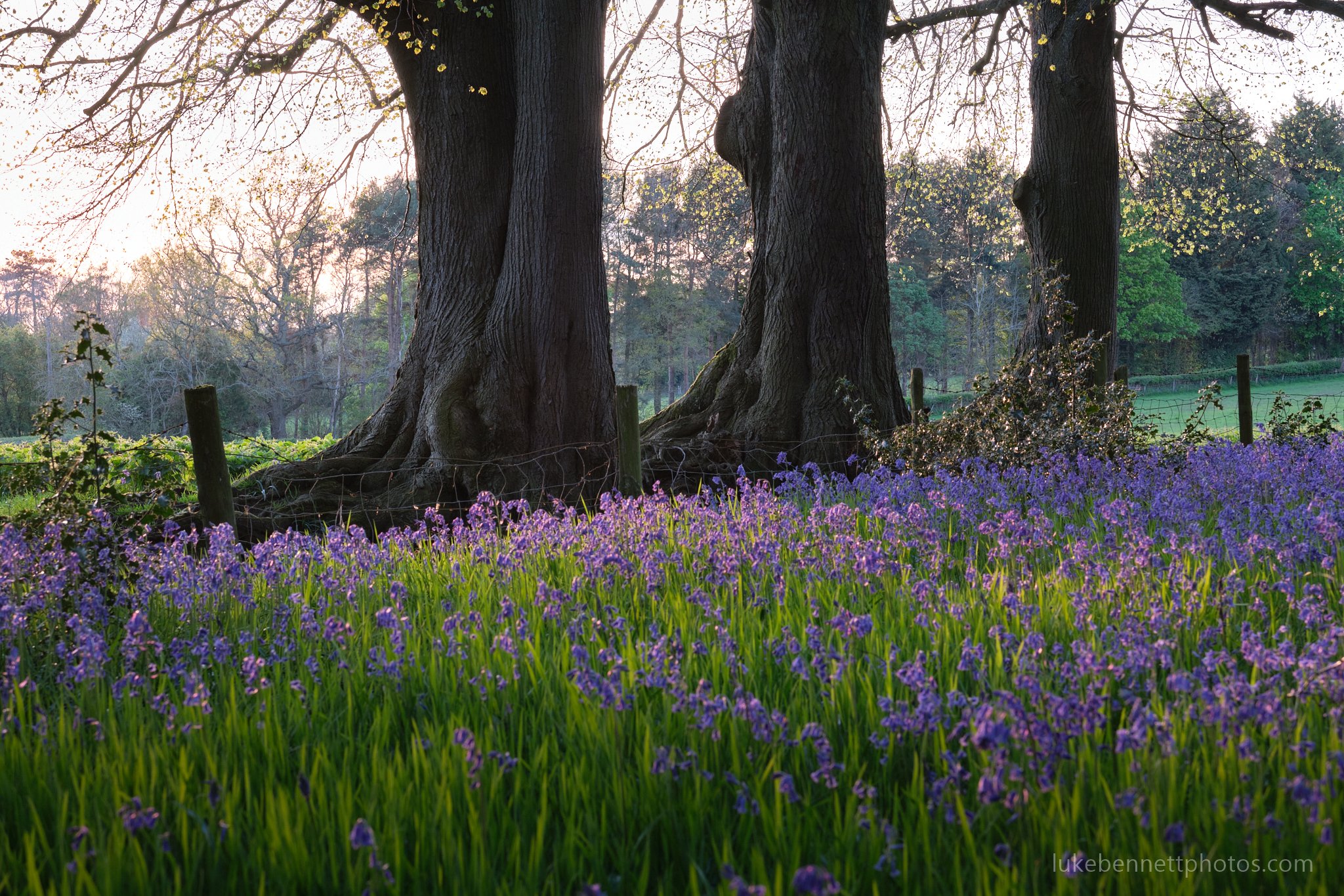  www.lukebennettphotos.com 