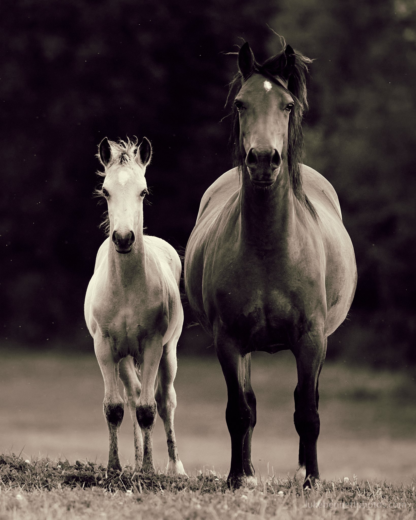  www.lukebennettphotos.com  American Gothic, but with horses 