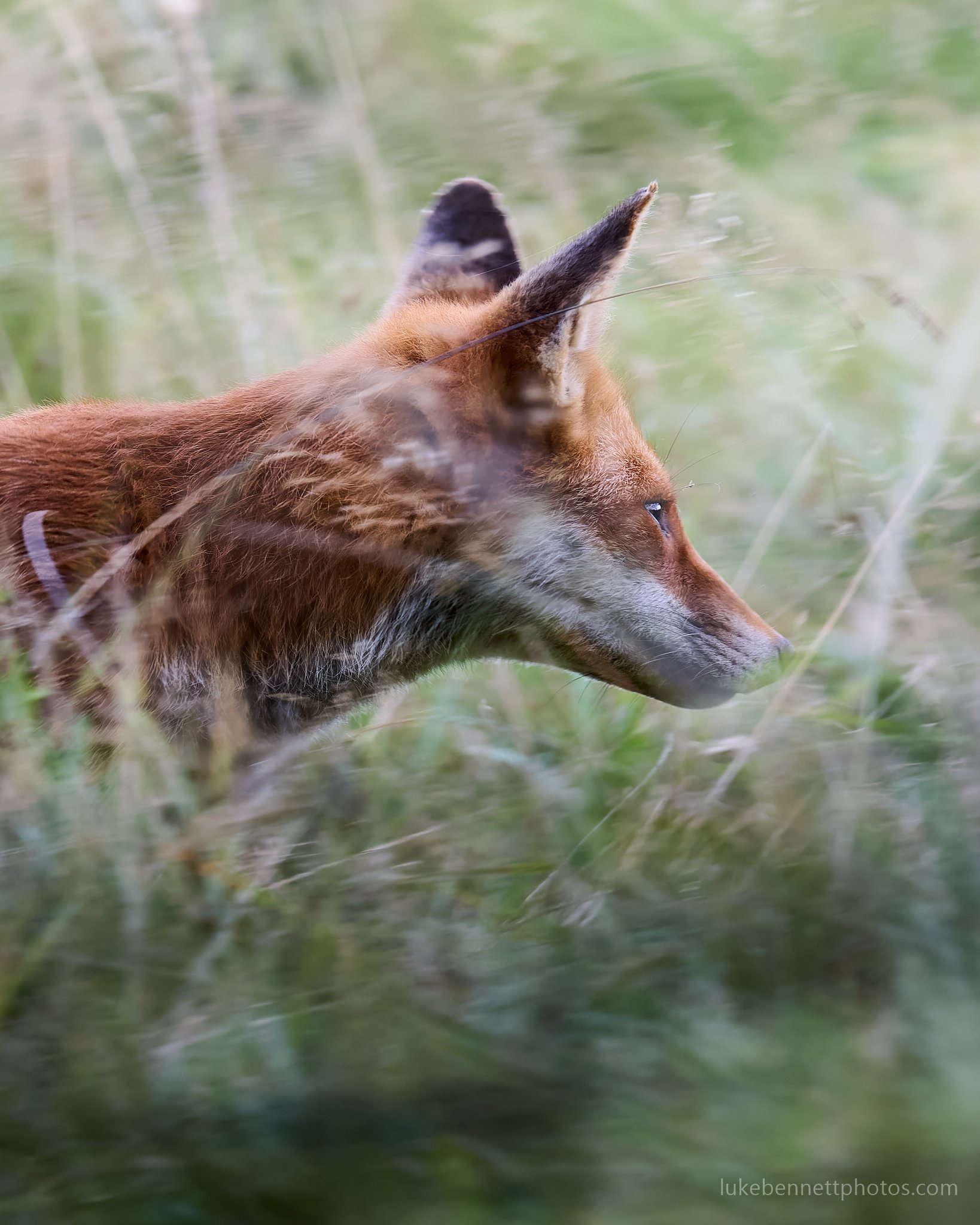  A country fox, busy on their rounds  Nikon Z 400mm F4.5 