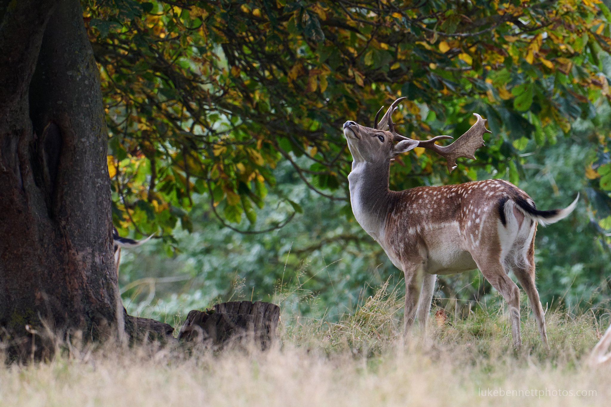  A fallow deer in Warwickshire looking to see what treats he might be able to eat   Nikon Z 400mm F4.5 