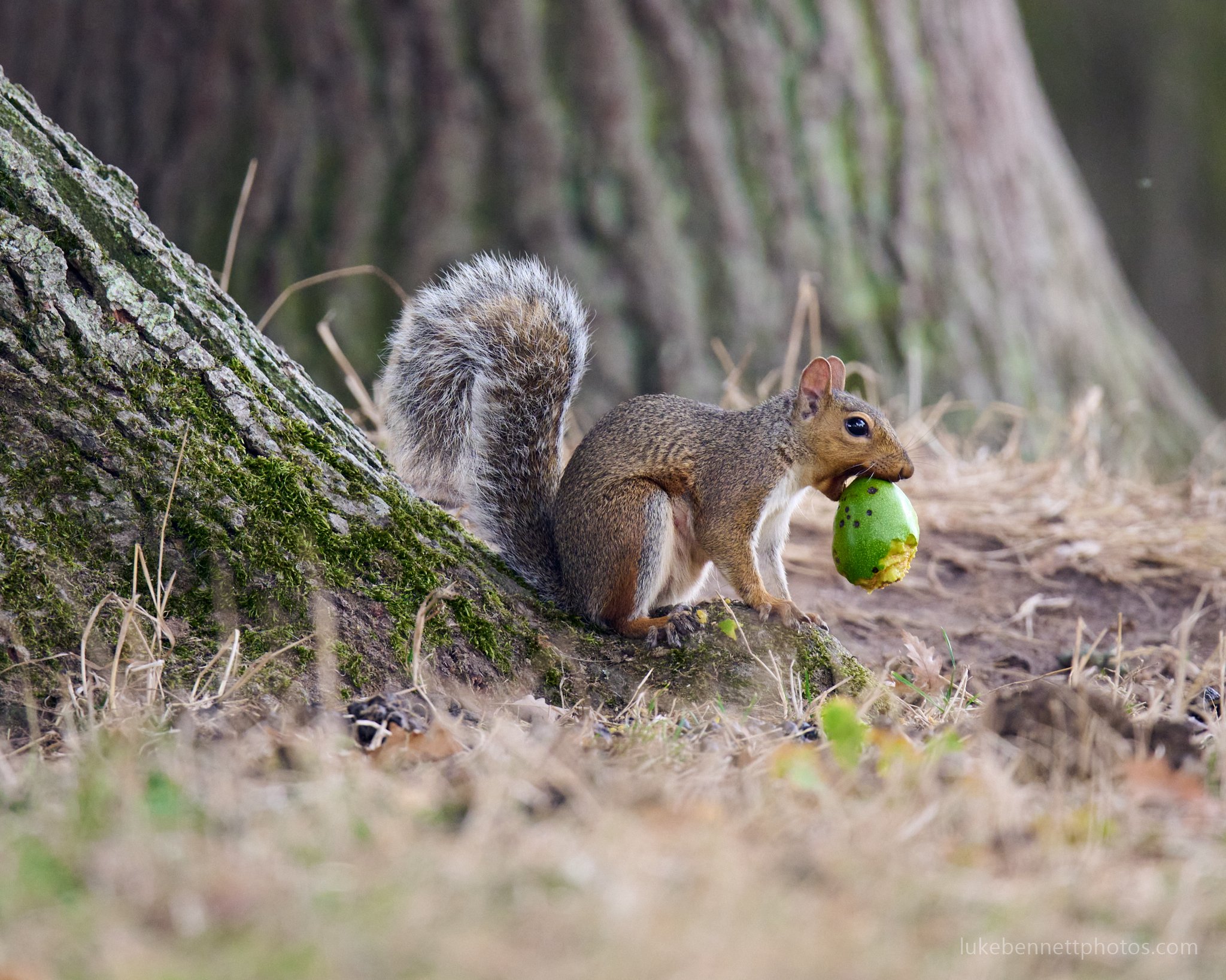  I  think  this might be a Feijoa fruit being pilfered away by this squirrel at Charlecote Park, Warwickshire  Nikon Z 400mm F4.5 