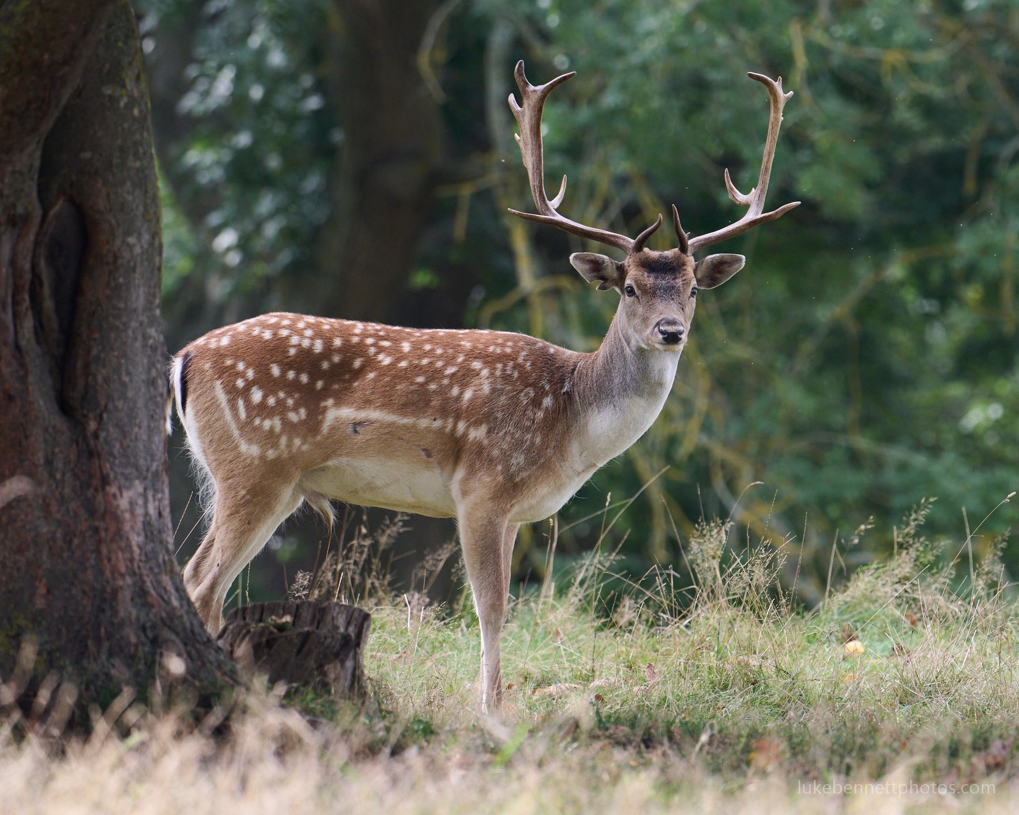  A medium sized fallow deer stag catches me in the act  Nikon Z 400mm F4.5 