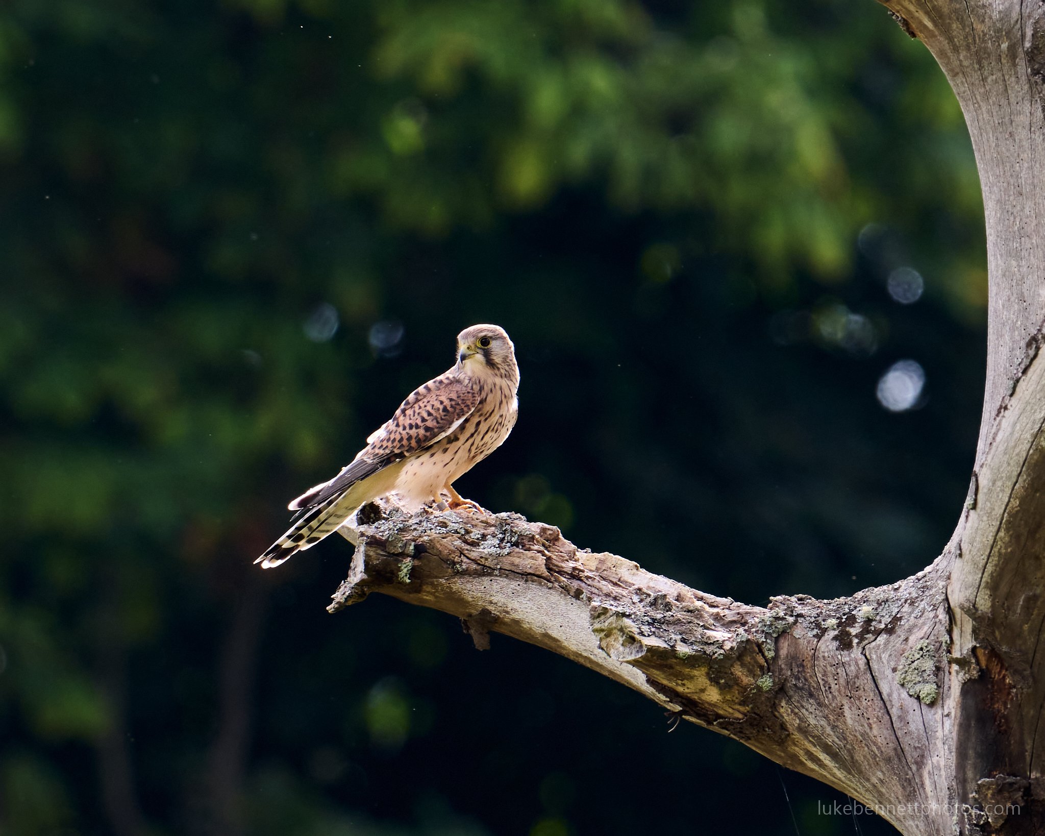  A kestrel surveying the land beneath him a few seconds before a hunt attempt  Nikon Z 400mm F4.5 