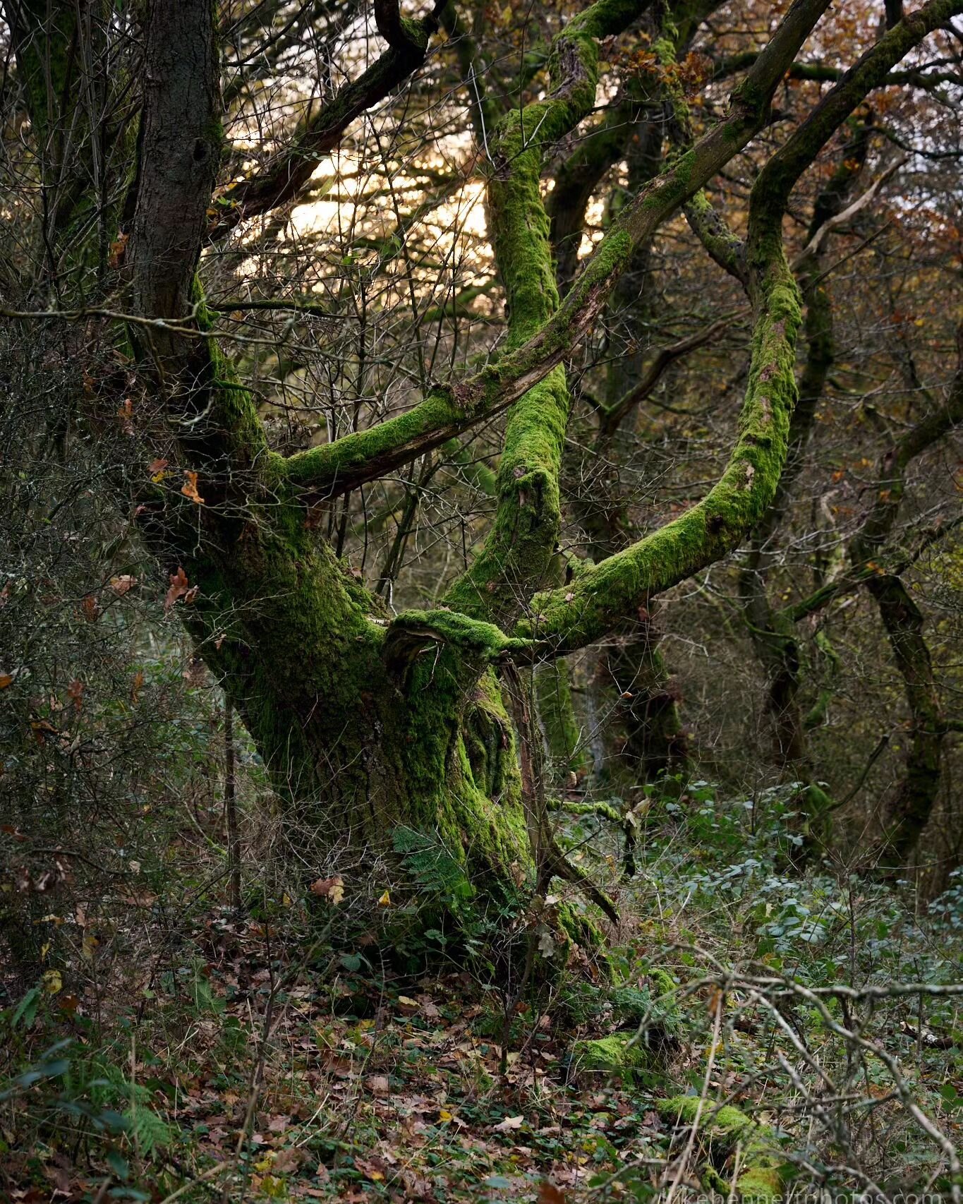 I *heart* mossy trees
=======================
Shropshire, UK
=======================
@nikoneurope Z8 + 24-70mm f2.8
=======================
www.lukebennettphotos.com
=======================
#tree_captures #loves_united_trees #splendid_trees #tree_bri