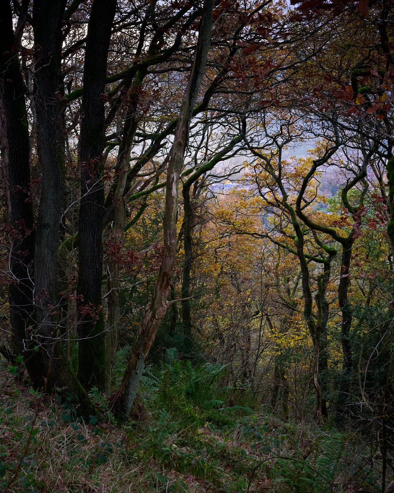 From Helmeth Hill, Shropshire a couple of weeks ago
=======================
Shropshire, UK
=======================
@nikoneurope Z8 + 24-70mm f2.8
=======================
www.lukebennettphotos.com
=======================
#tree_captures #loves_united_t