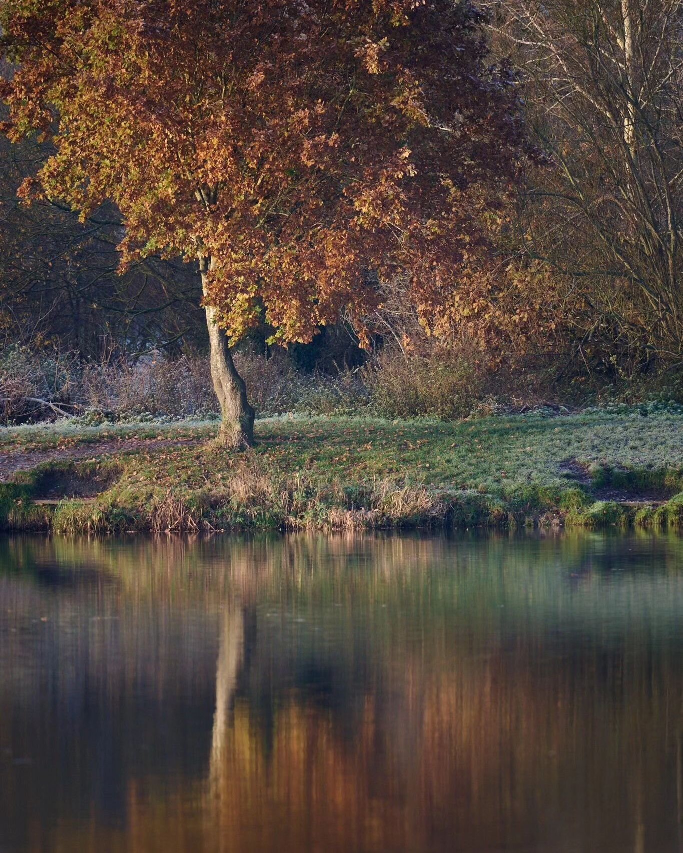 Not too sure about the Instagram enforced crop on this, but some of the colour of autumn from the end of November, gone too soon!
=======================
Solihull, UK
=======================
@nikoneurope Z8 + 400mm f4.5
=======================
www.lu