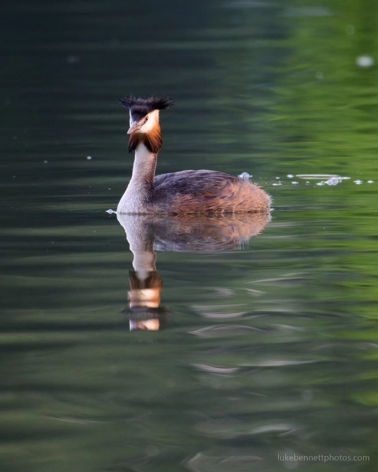 This is from July last year (I'm more hopeless than ever at posting on IG) but my mission this spring is to capture a good shot of a mating pair of grebes doing their little dance ritual. It's probably clich&eacute; at this point but feels like somet