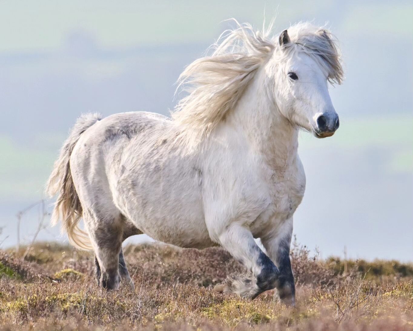 A few moments earlier this pony had just kicked an interested male in the face as he made his advance. This is her galloping away, having successfully protected her chastity.
=======================
Long Mynd, Shropshire, UK
=======================
@