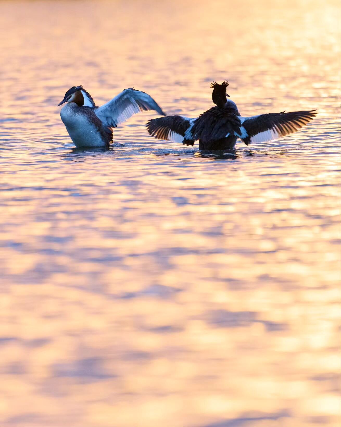 My mission to capture a good shot of a mating pair of grebes doing their dance ritual has had some success. It's not quite the one I was envisioning (face to face) but it was equally fun to see. In the final few minutes of sunset they started doing a