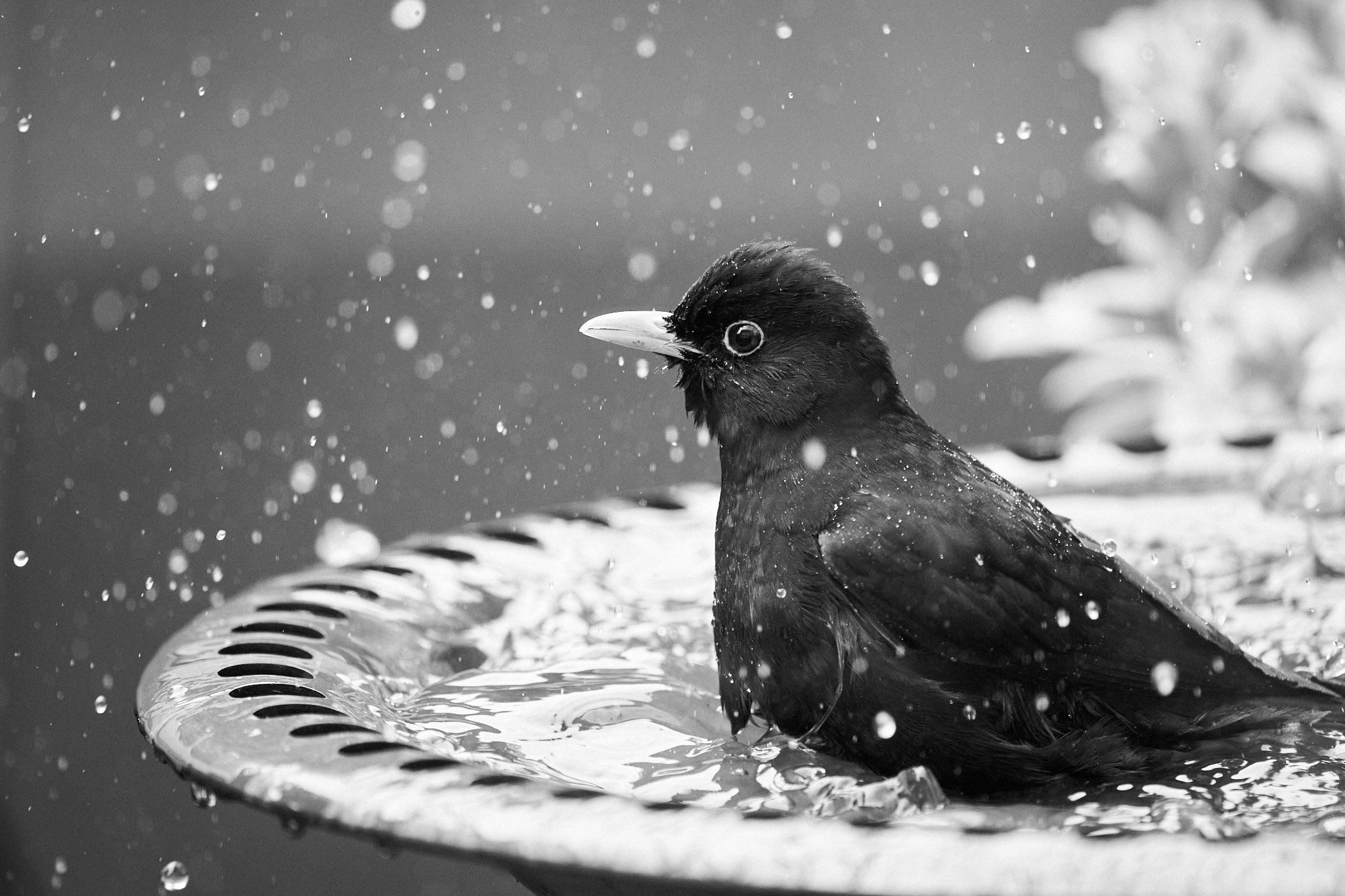  I don’t often see blackbirds using the bath as it’s quite close to the window and they’re very cautious, but this one seemed to appreciate a good wash in the fresh rainwater.  